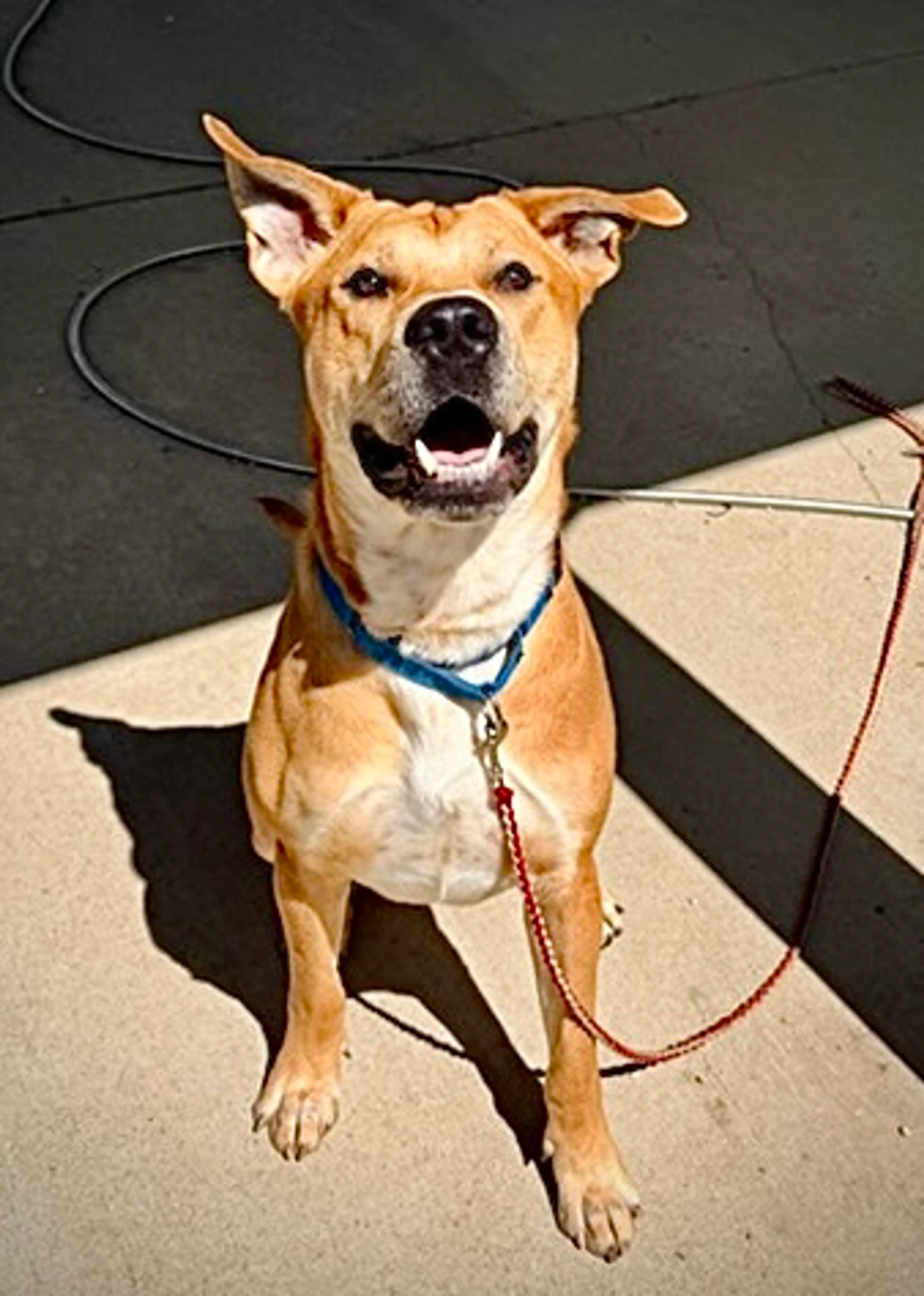 Found pet-11