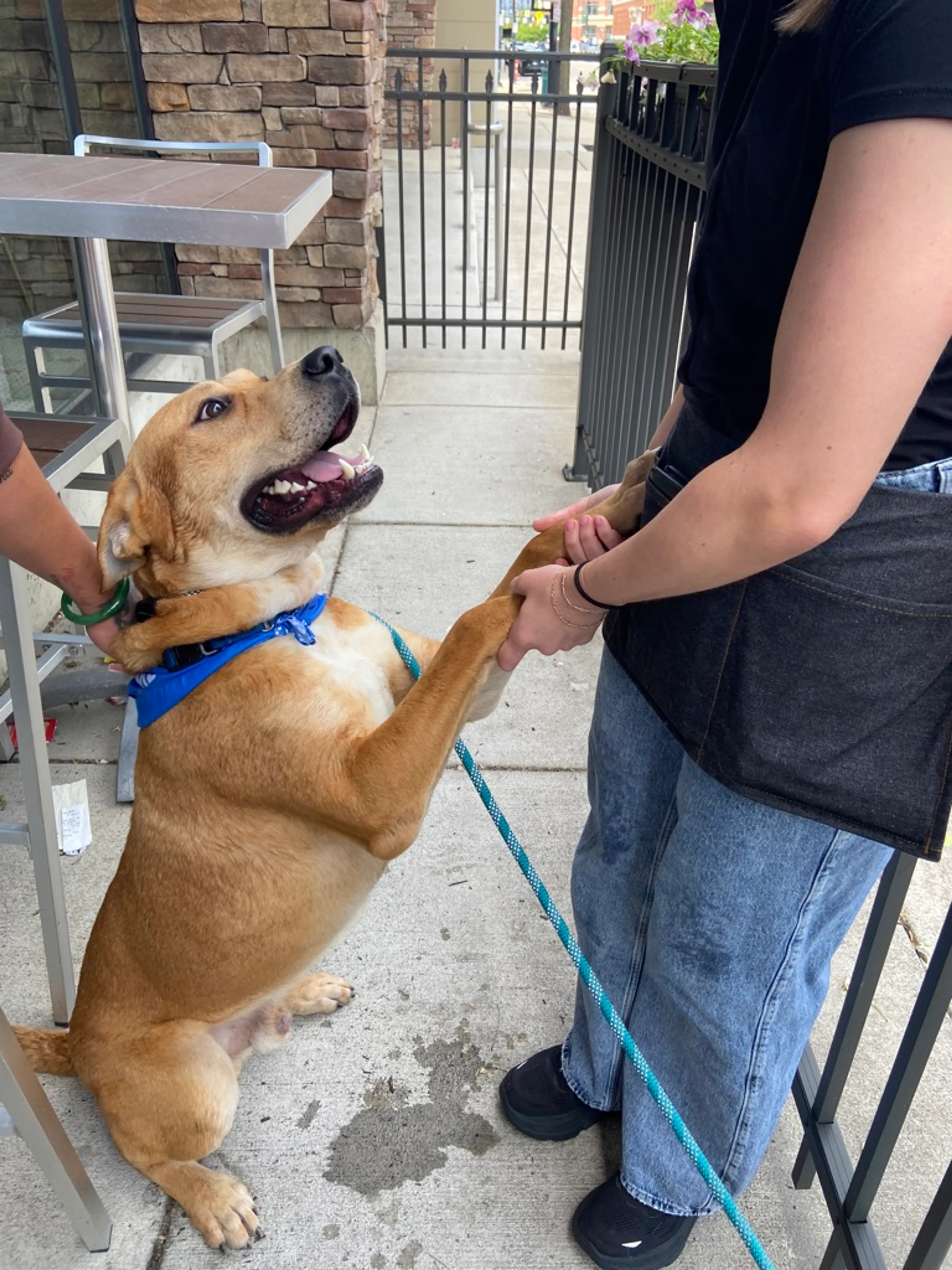 Found pet-3