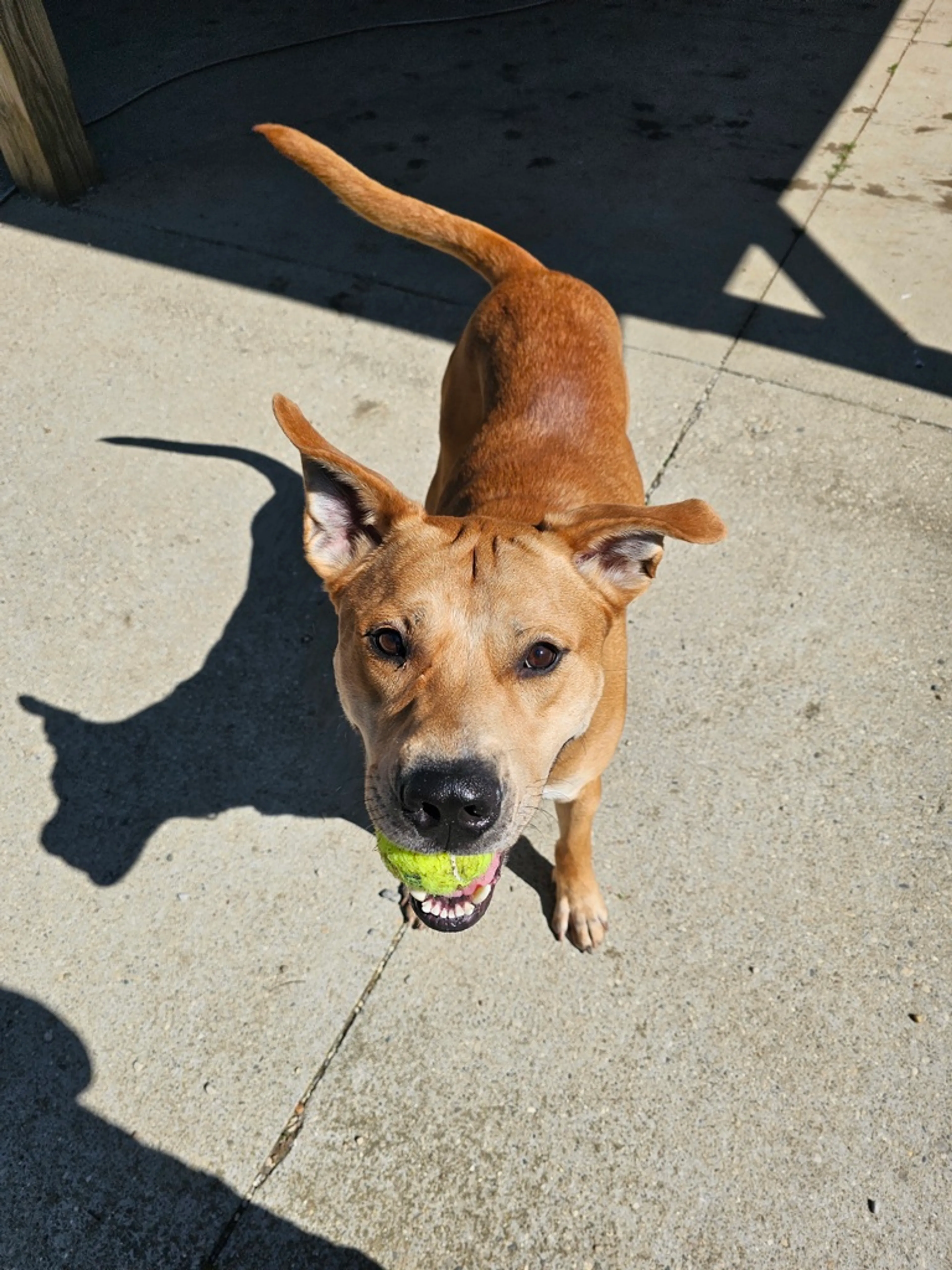 Found pet-8