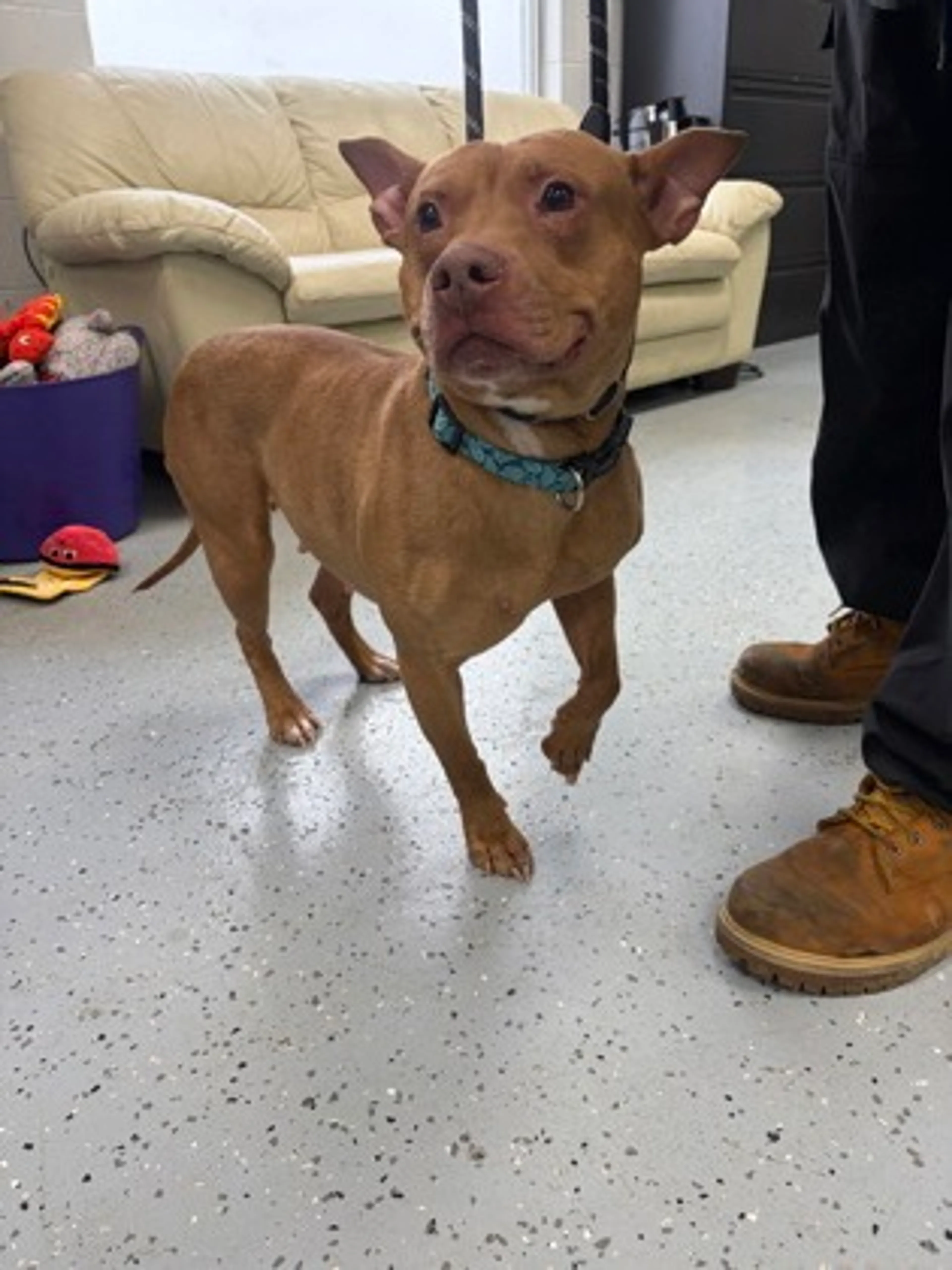 Found pet-1