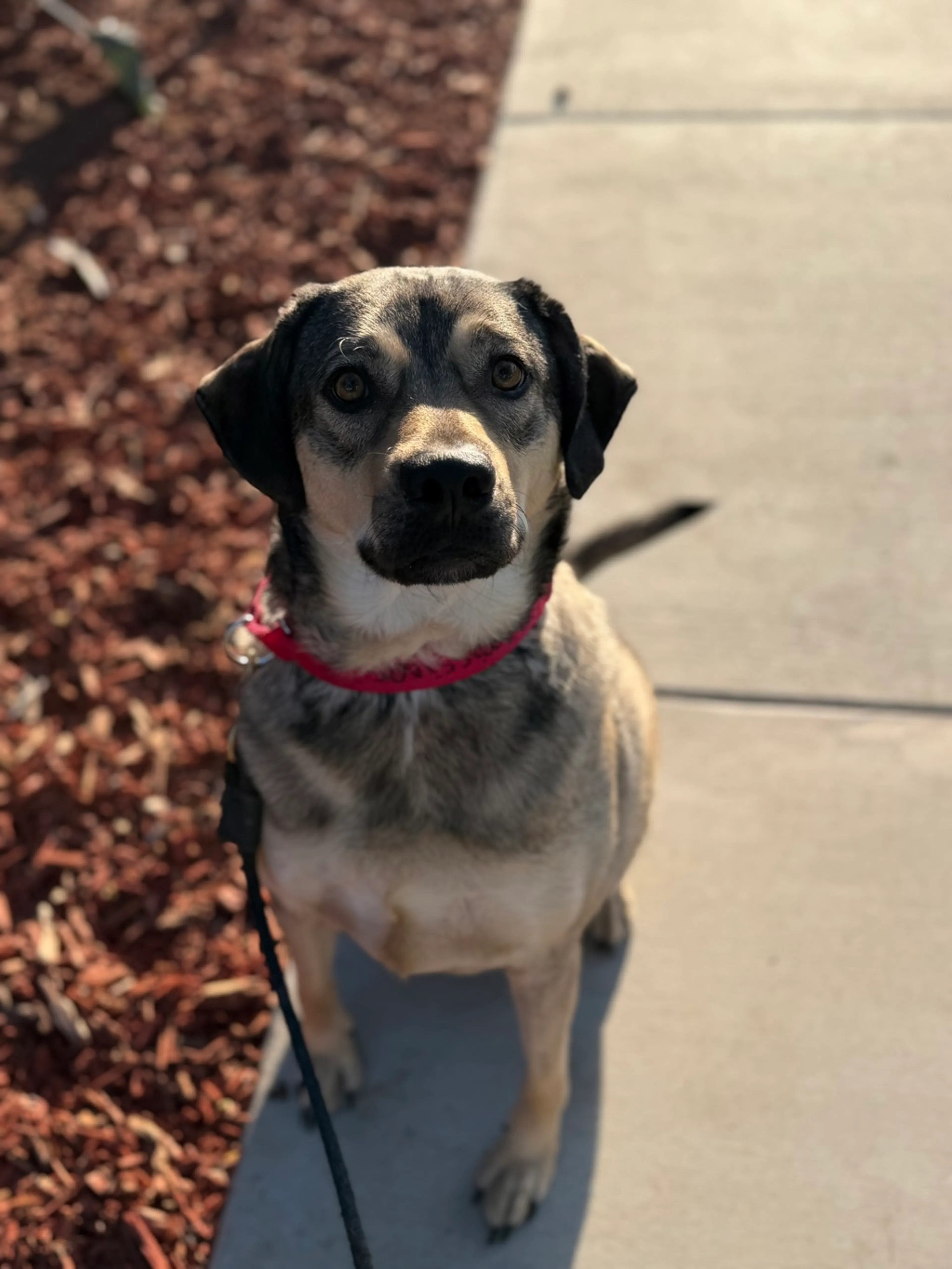 Found pet-1