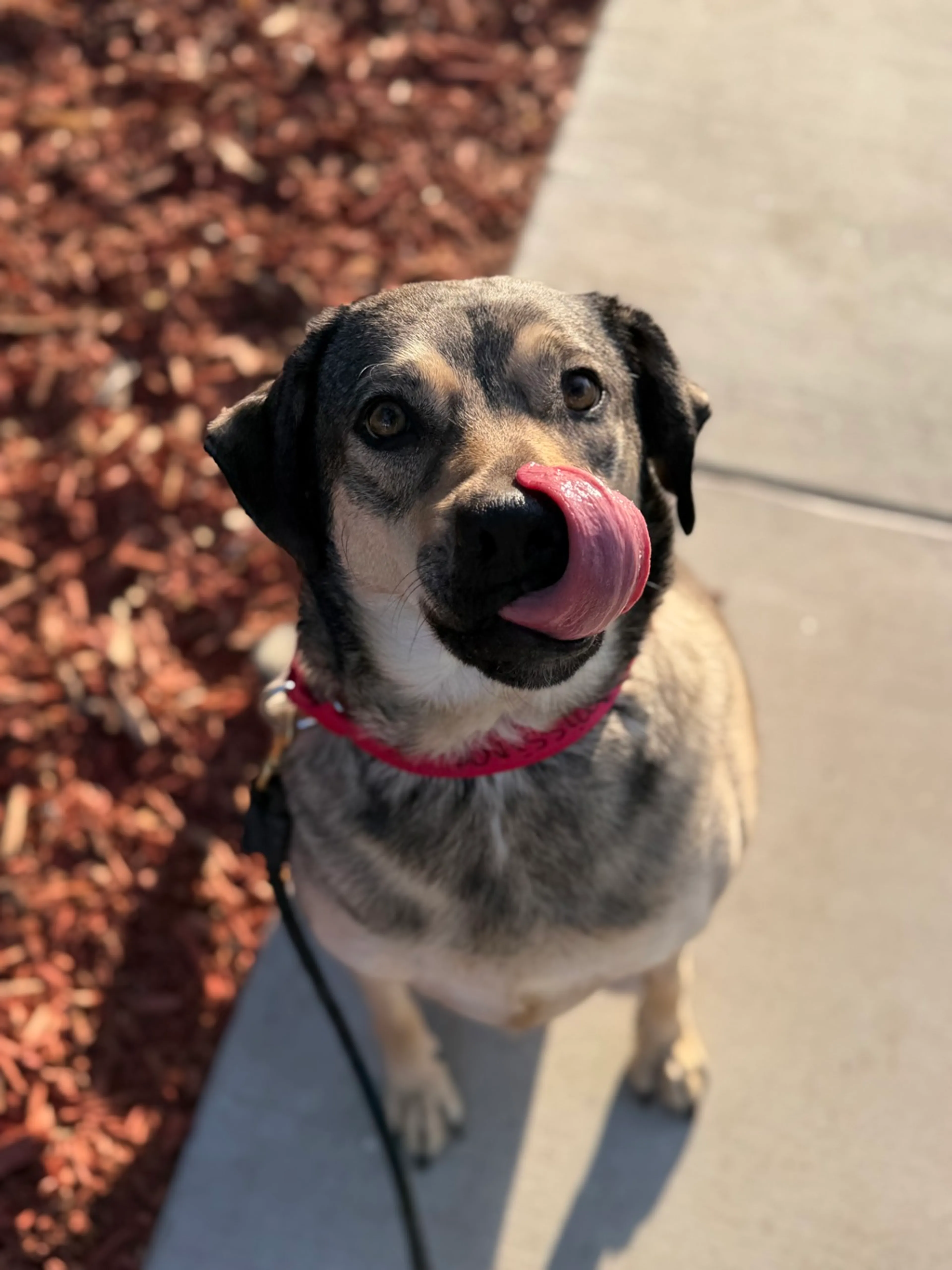 Found pet-2