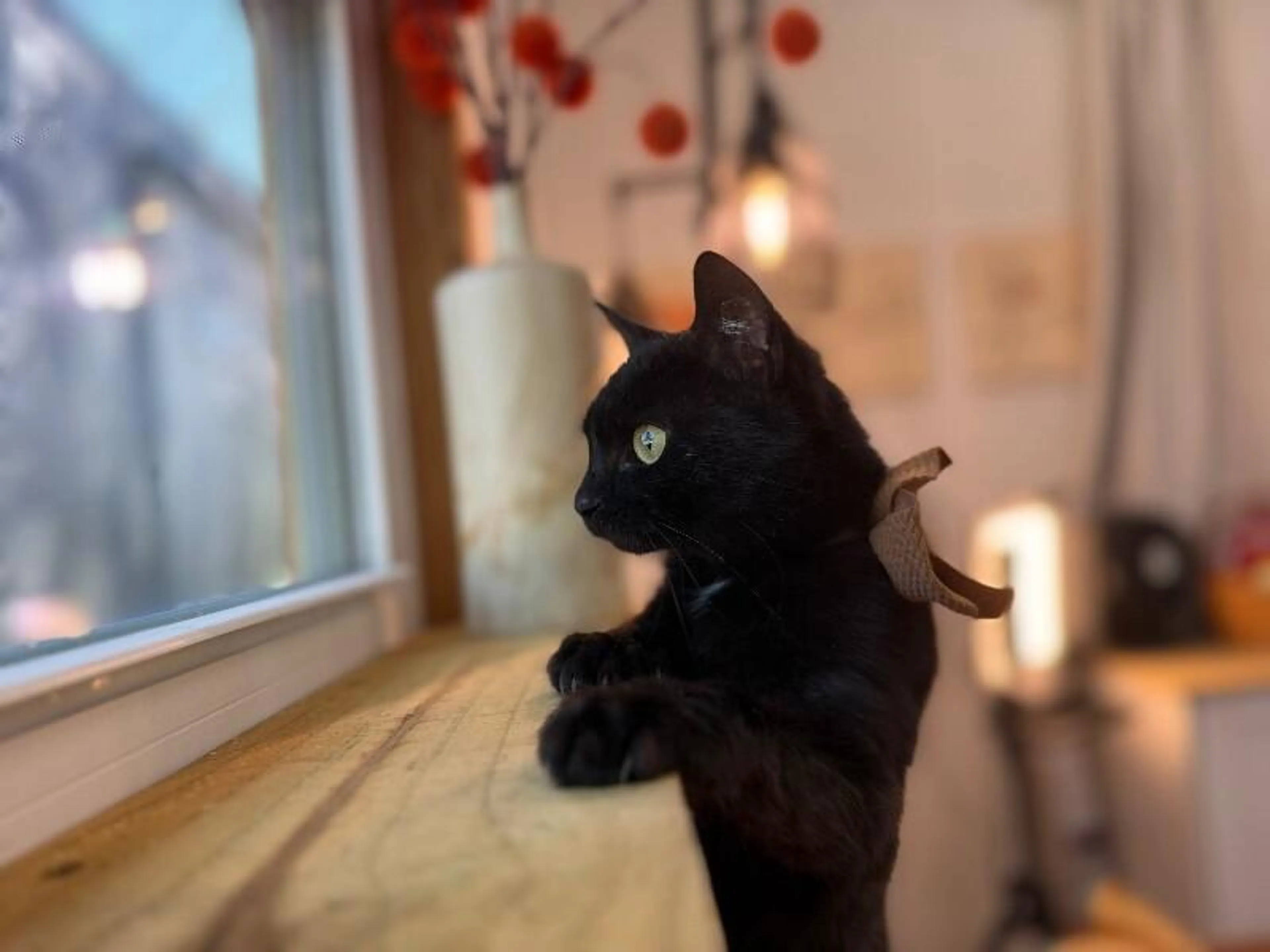 Found pet-3