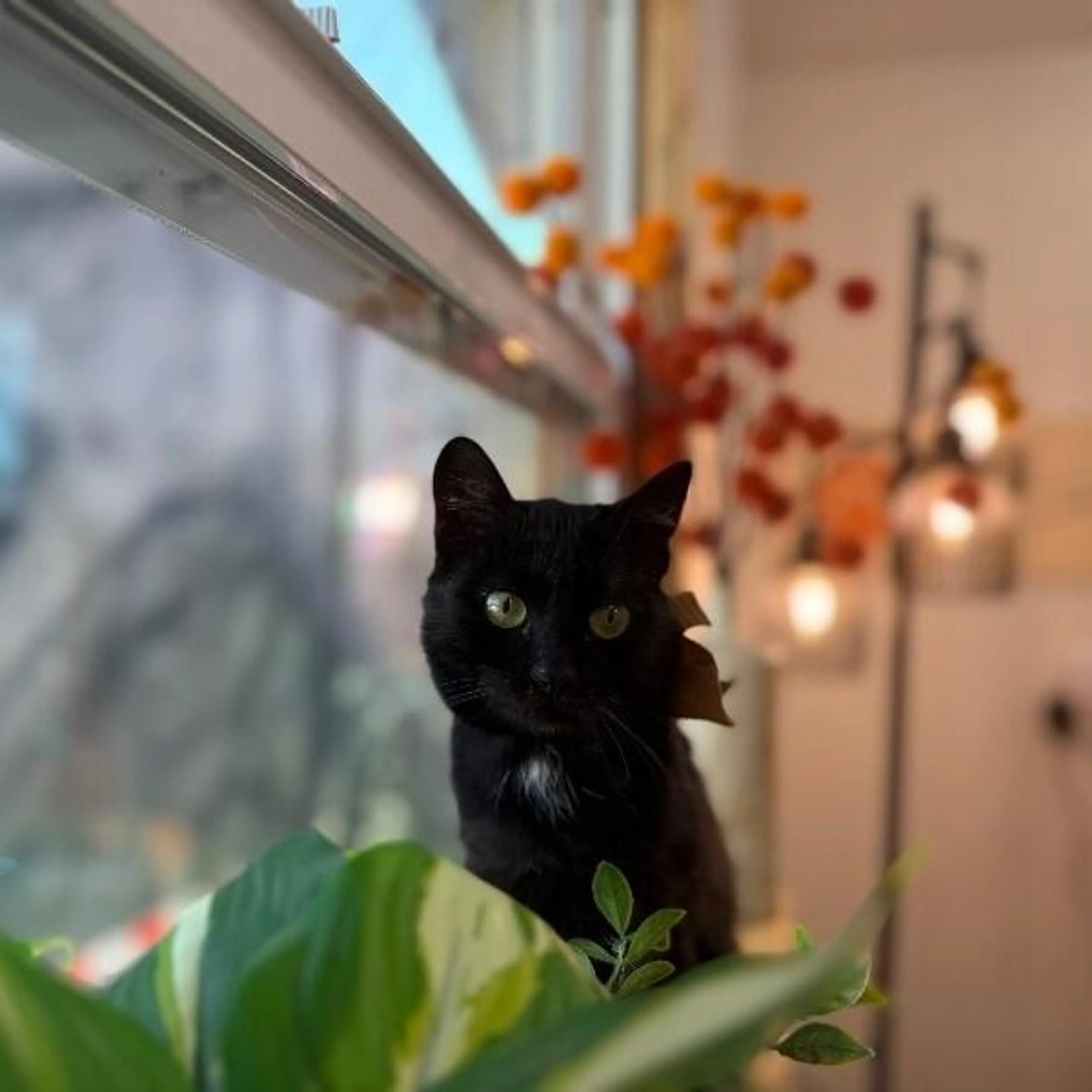 Found pet-4