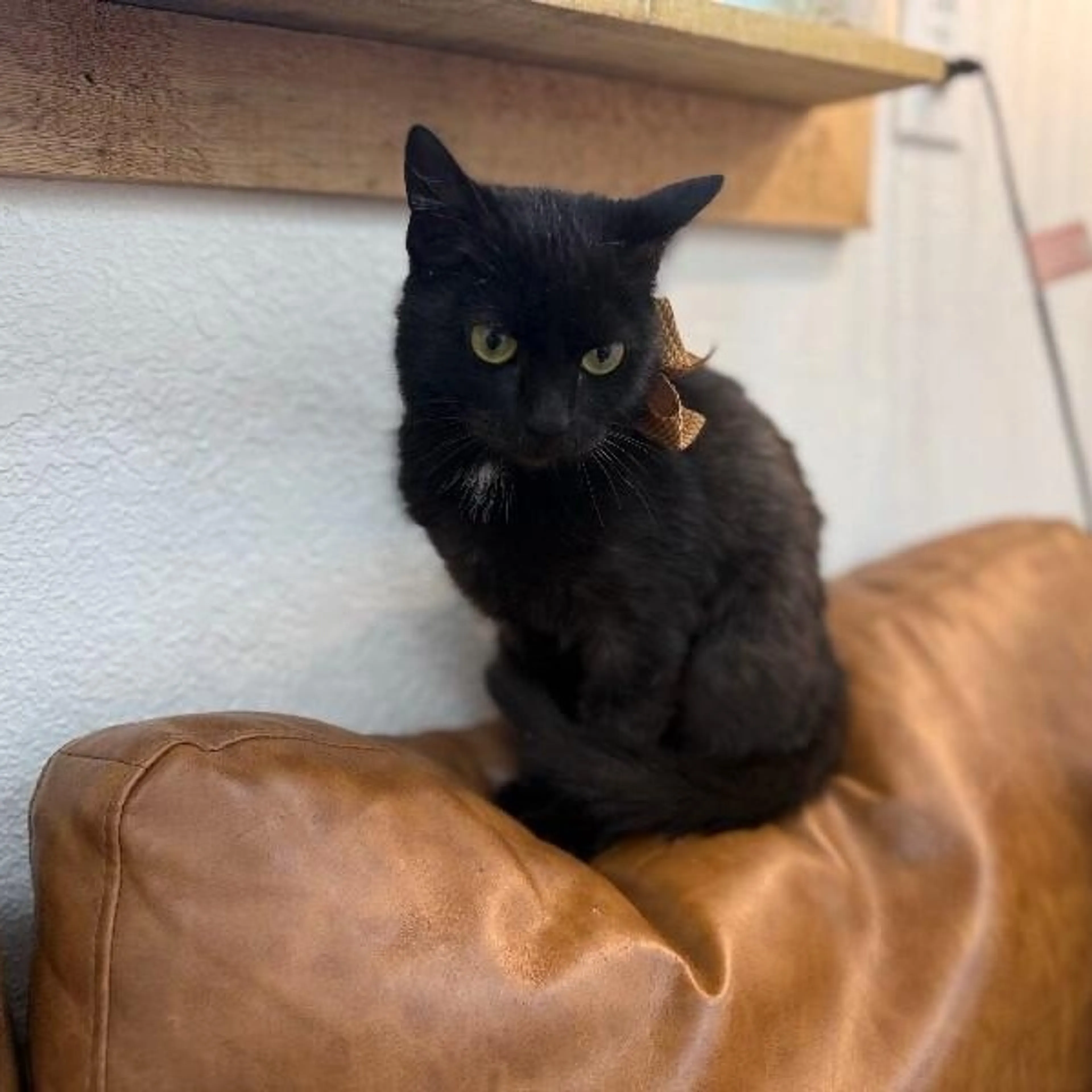Found pet-2