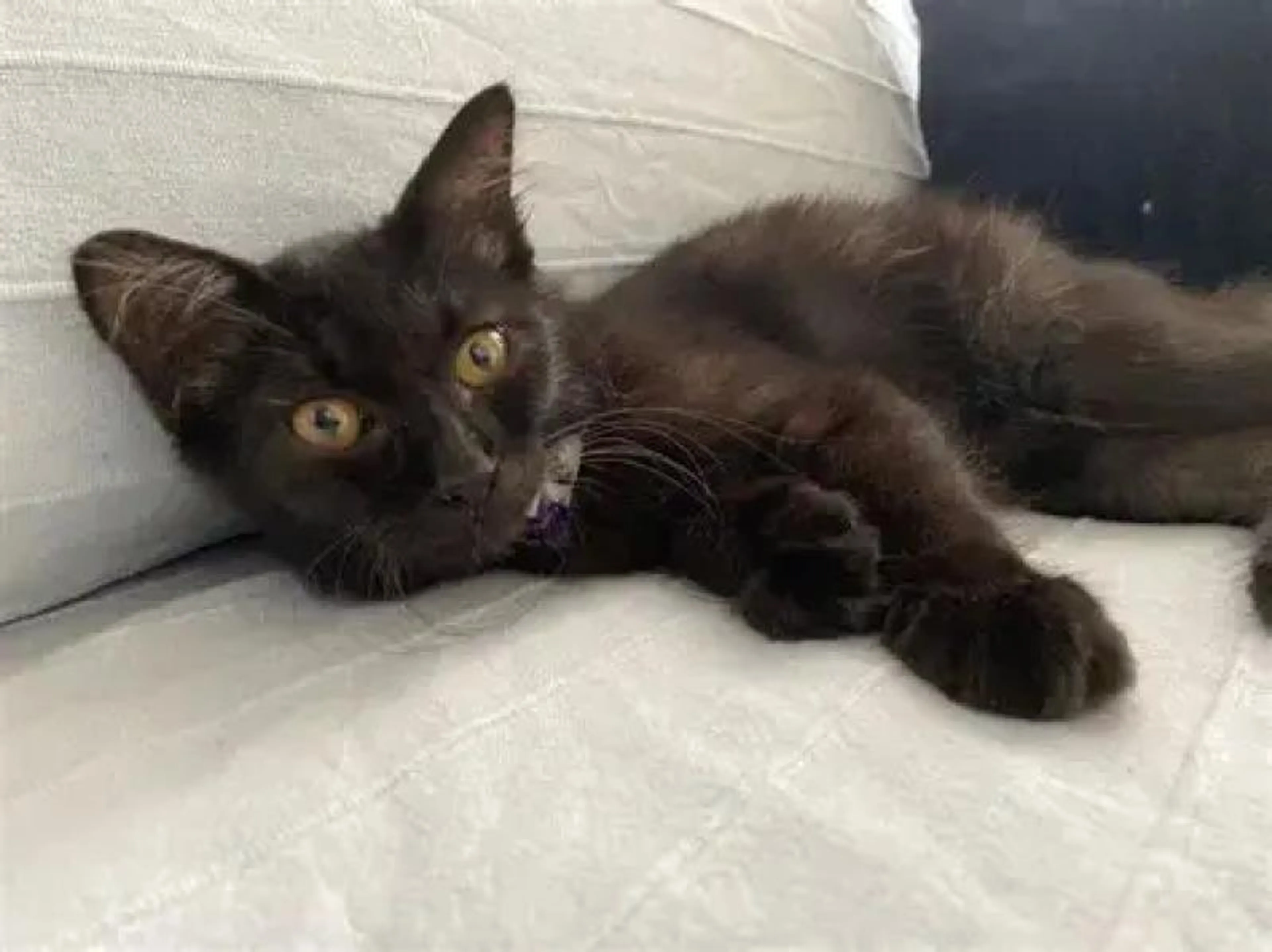 Found pet-1
