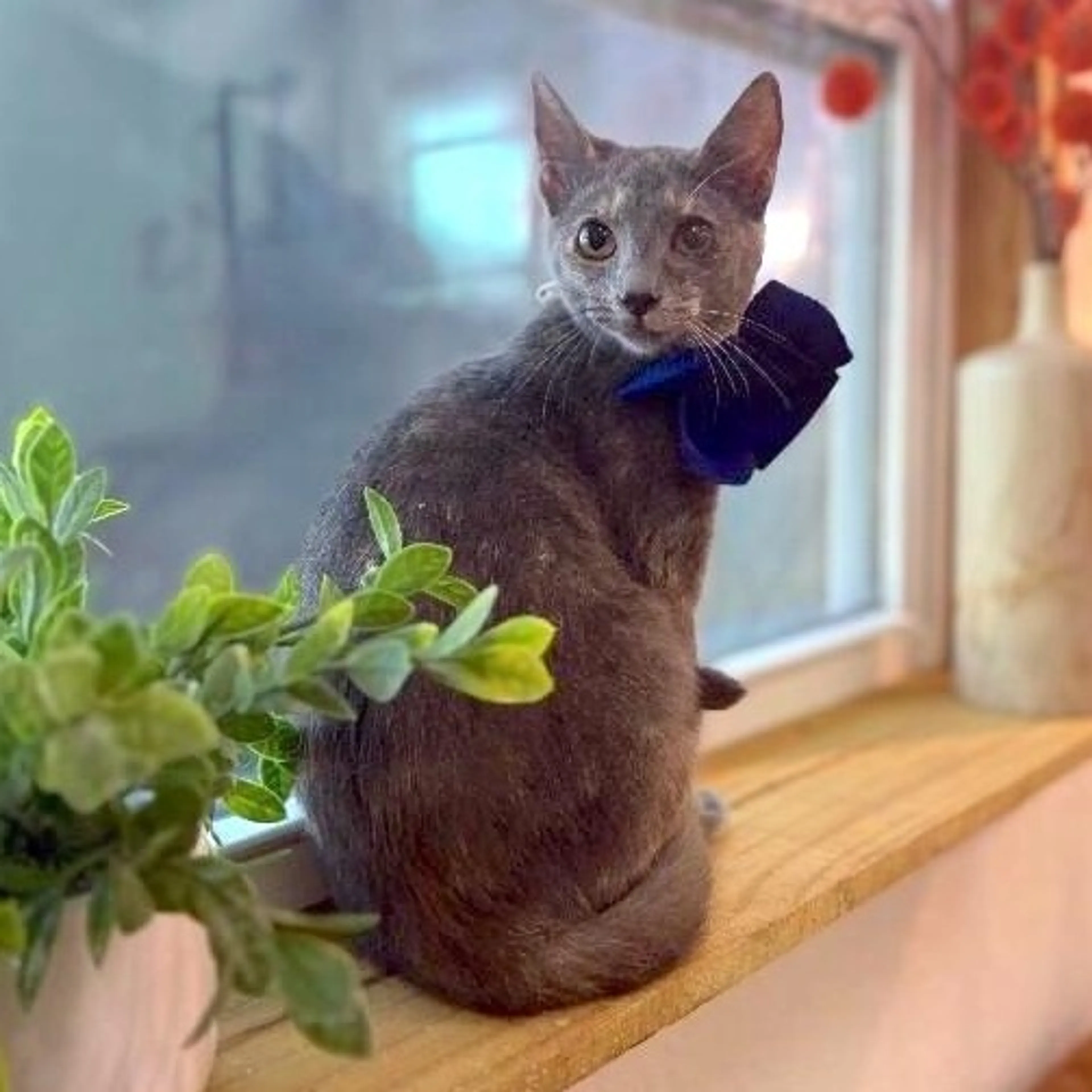 Found pet-4