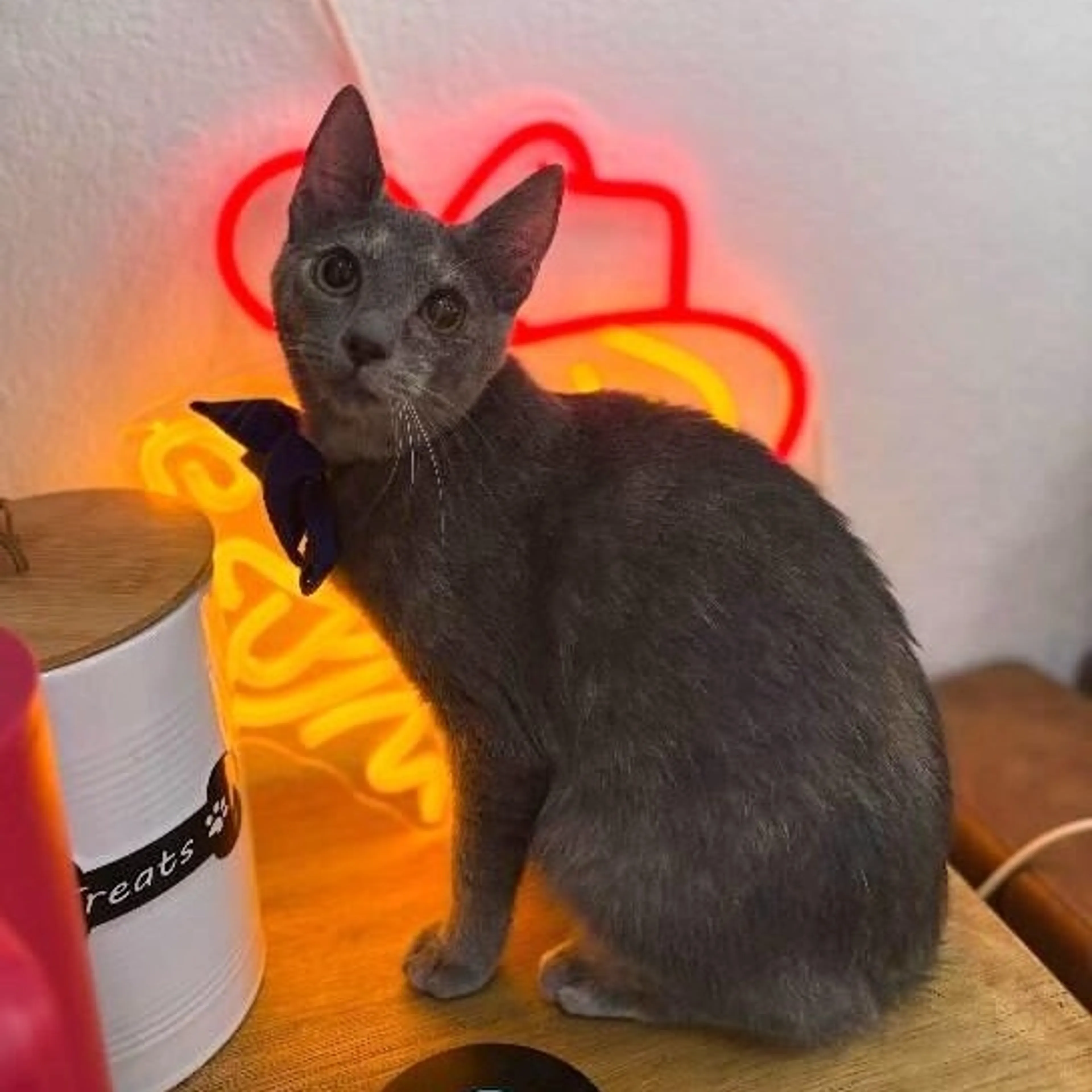 Found pet-0