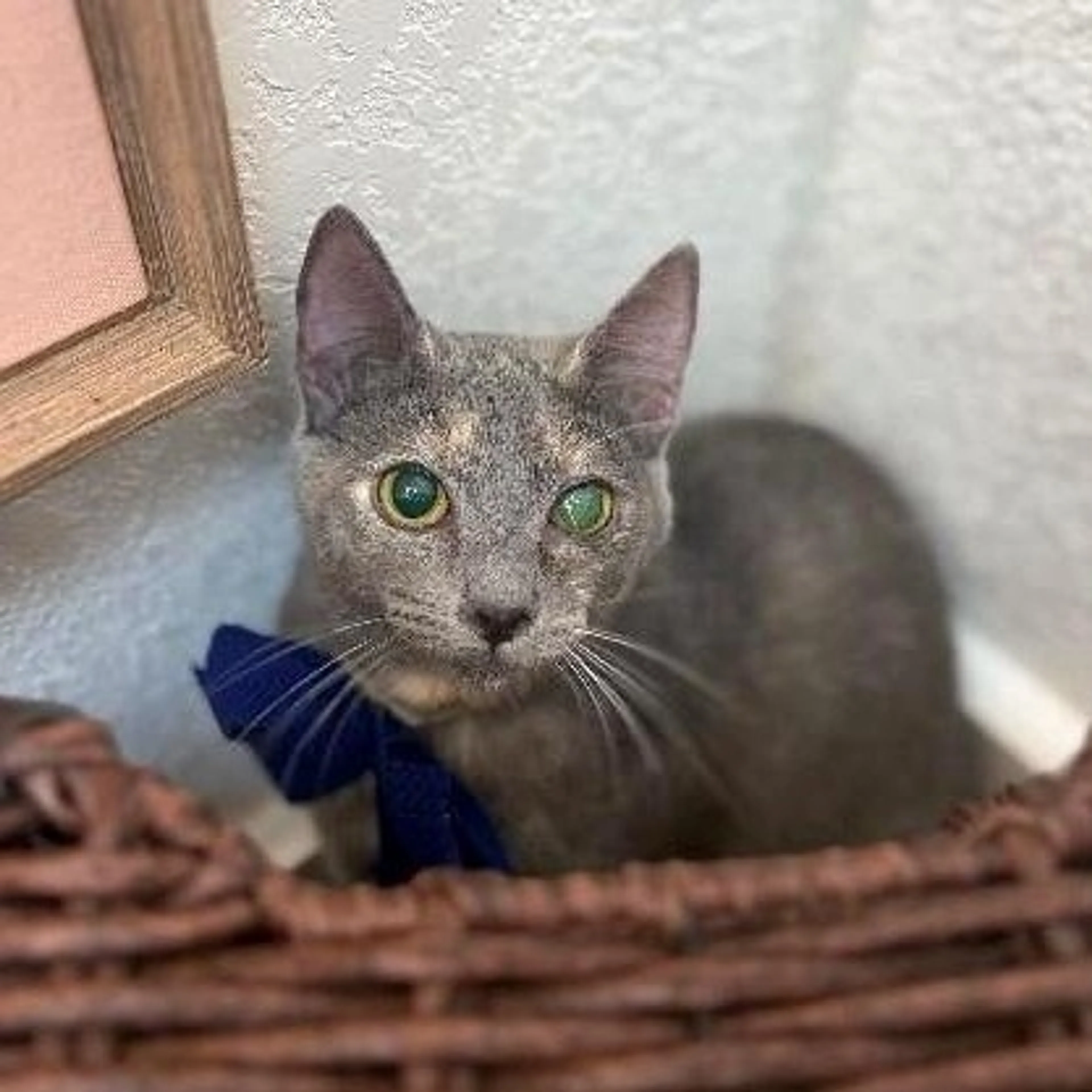 Found pet-3