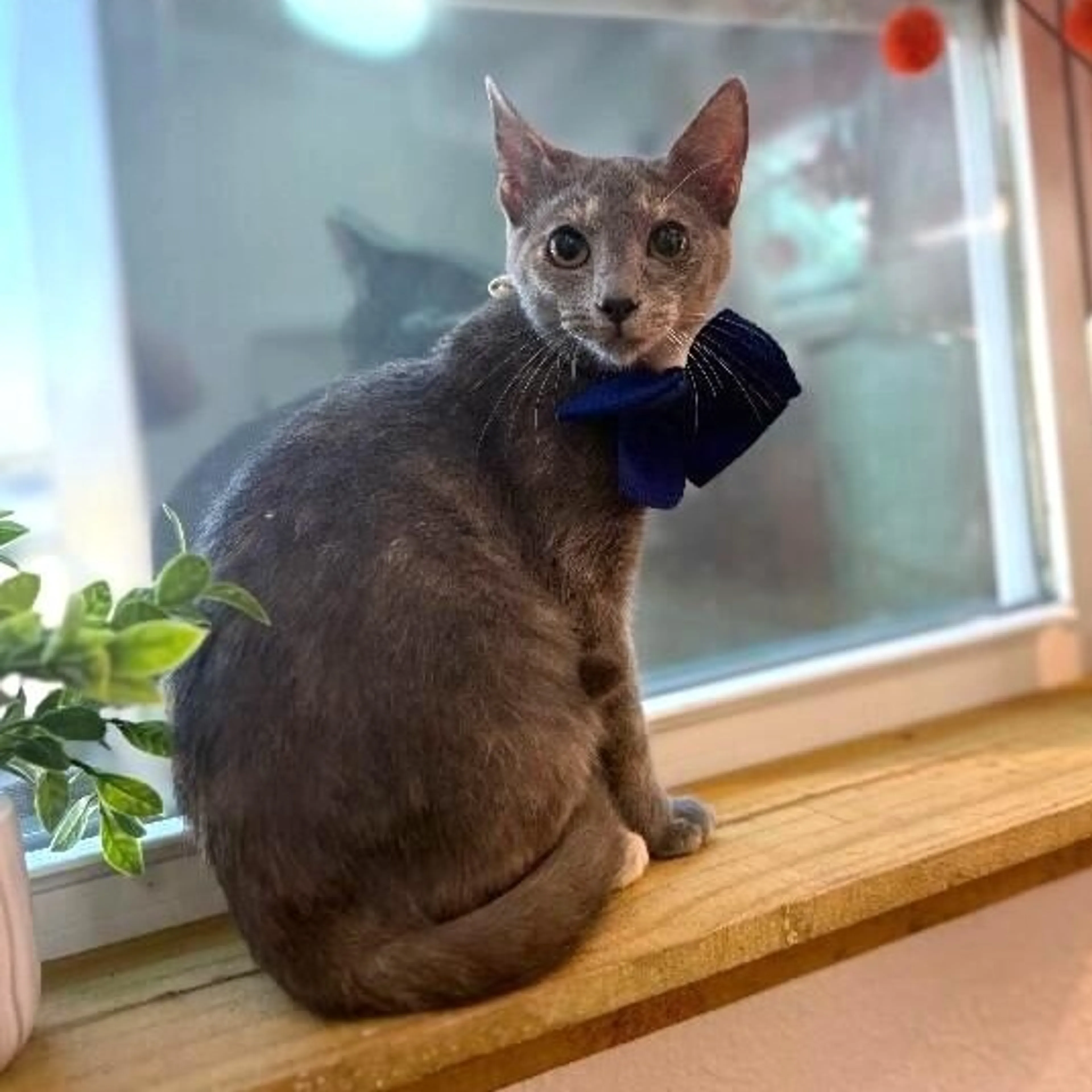 Found pet-1