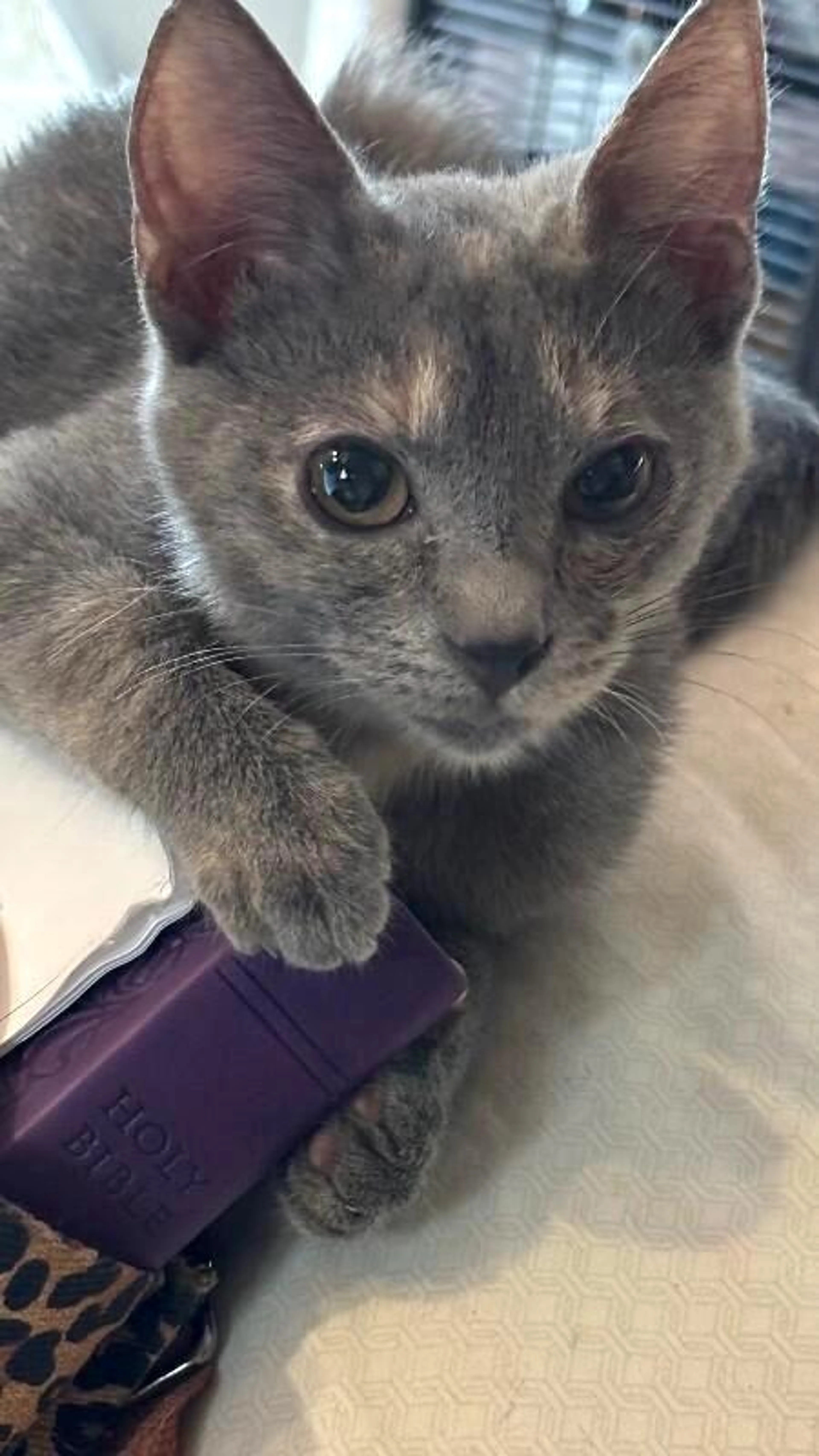 Found pet-2