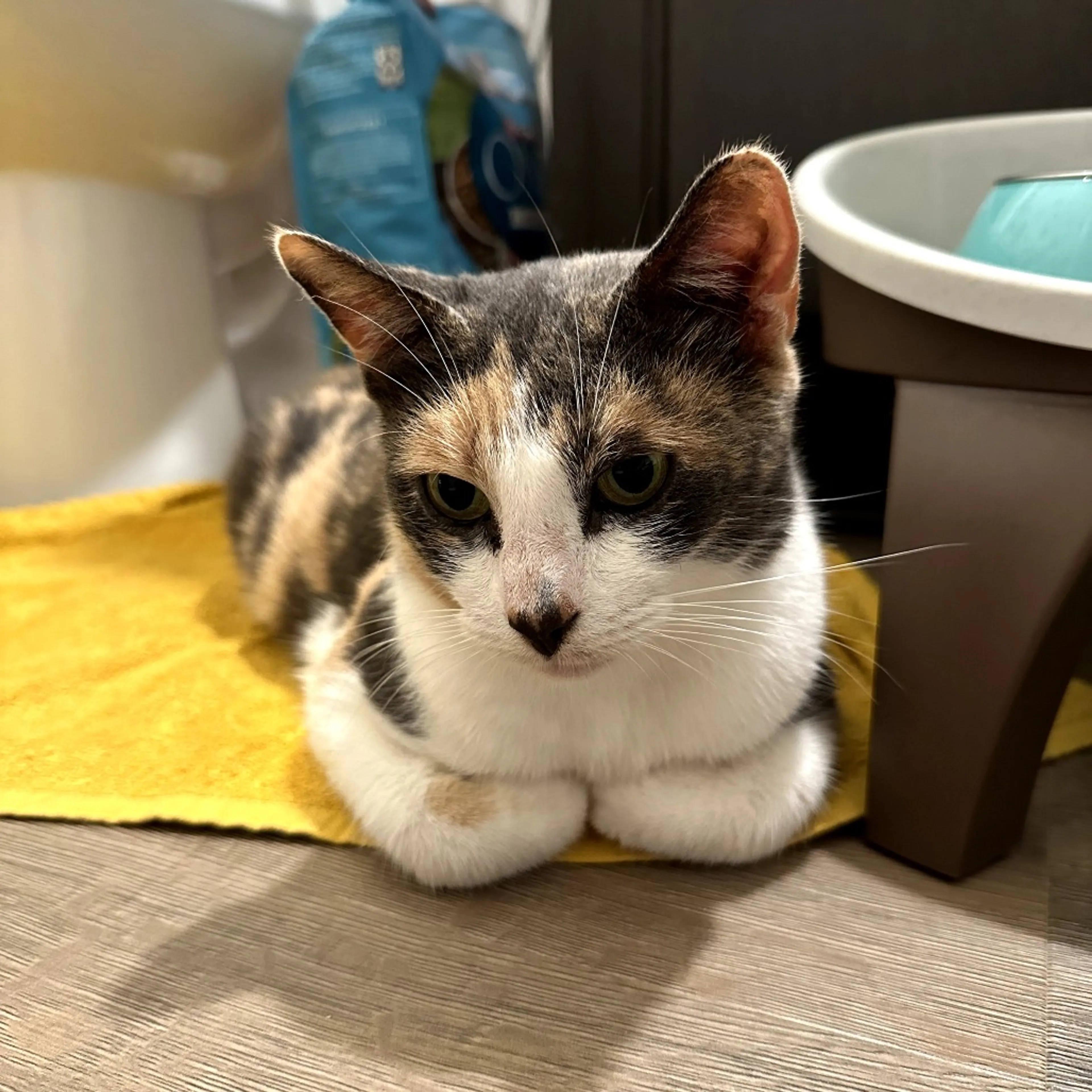 Found pet-0