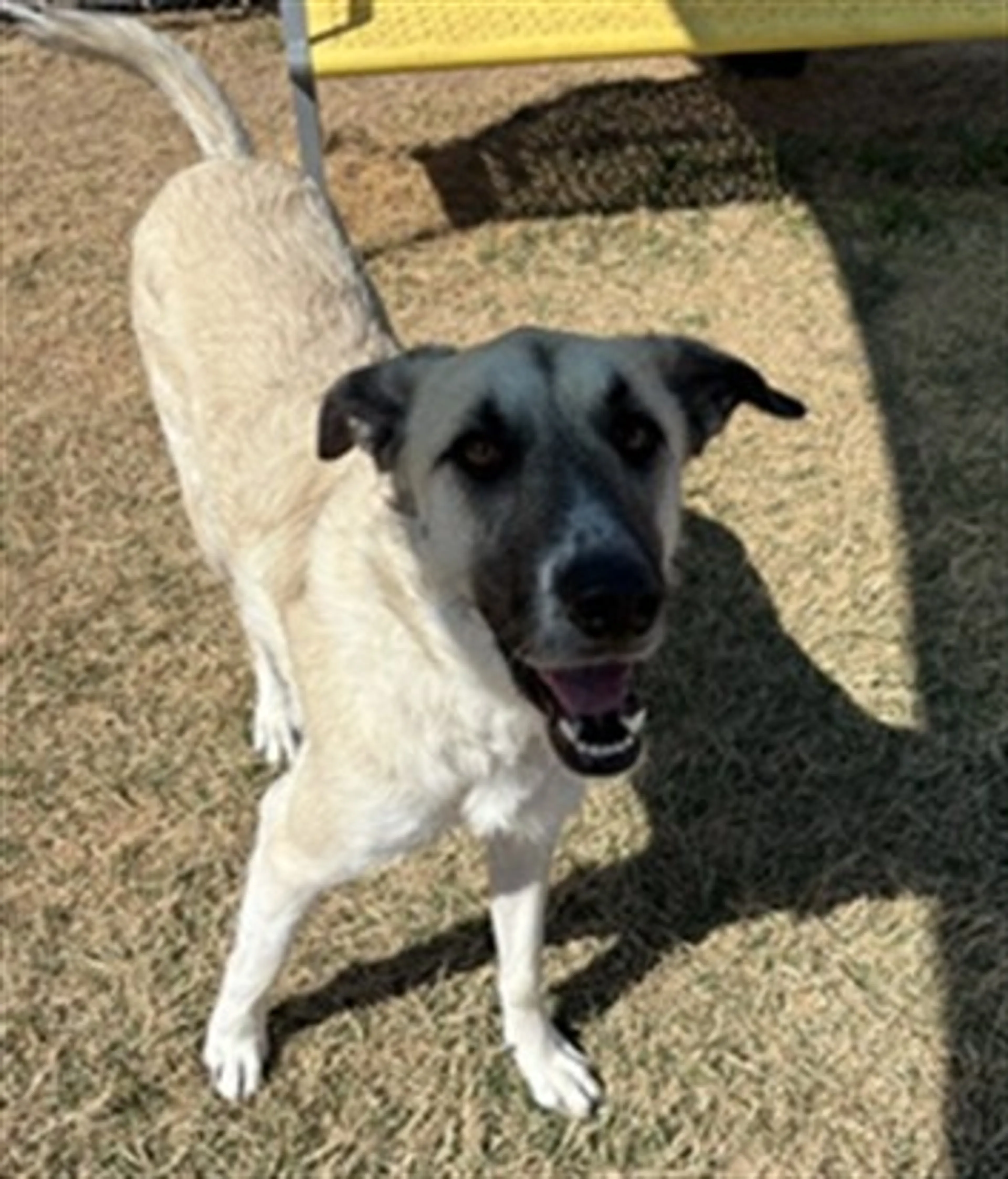 Found pet