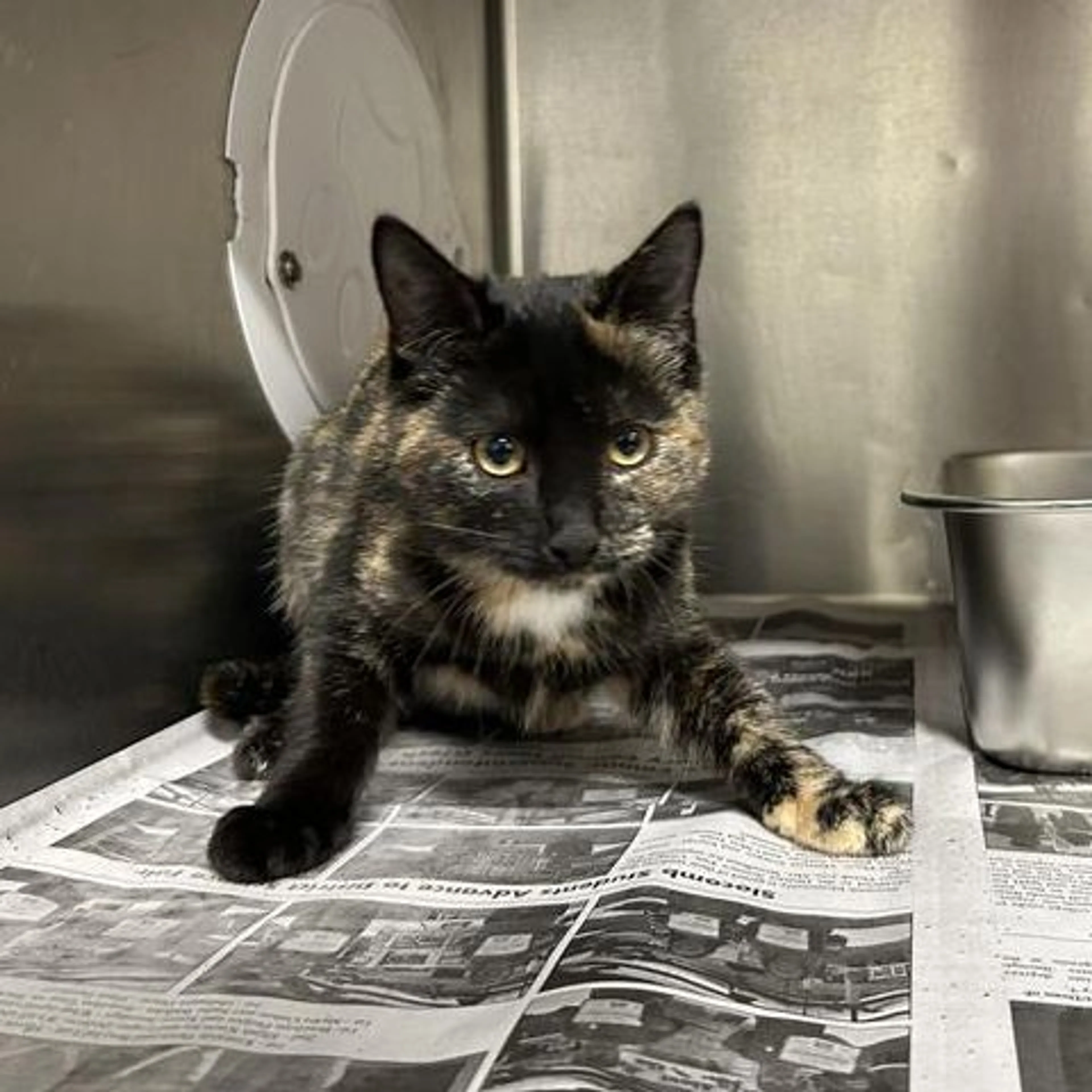 Found pet