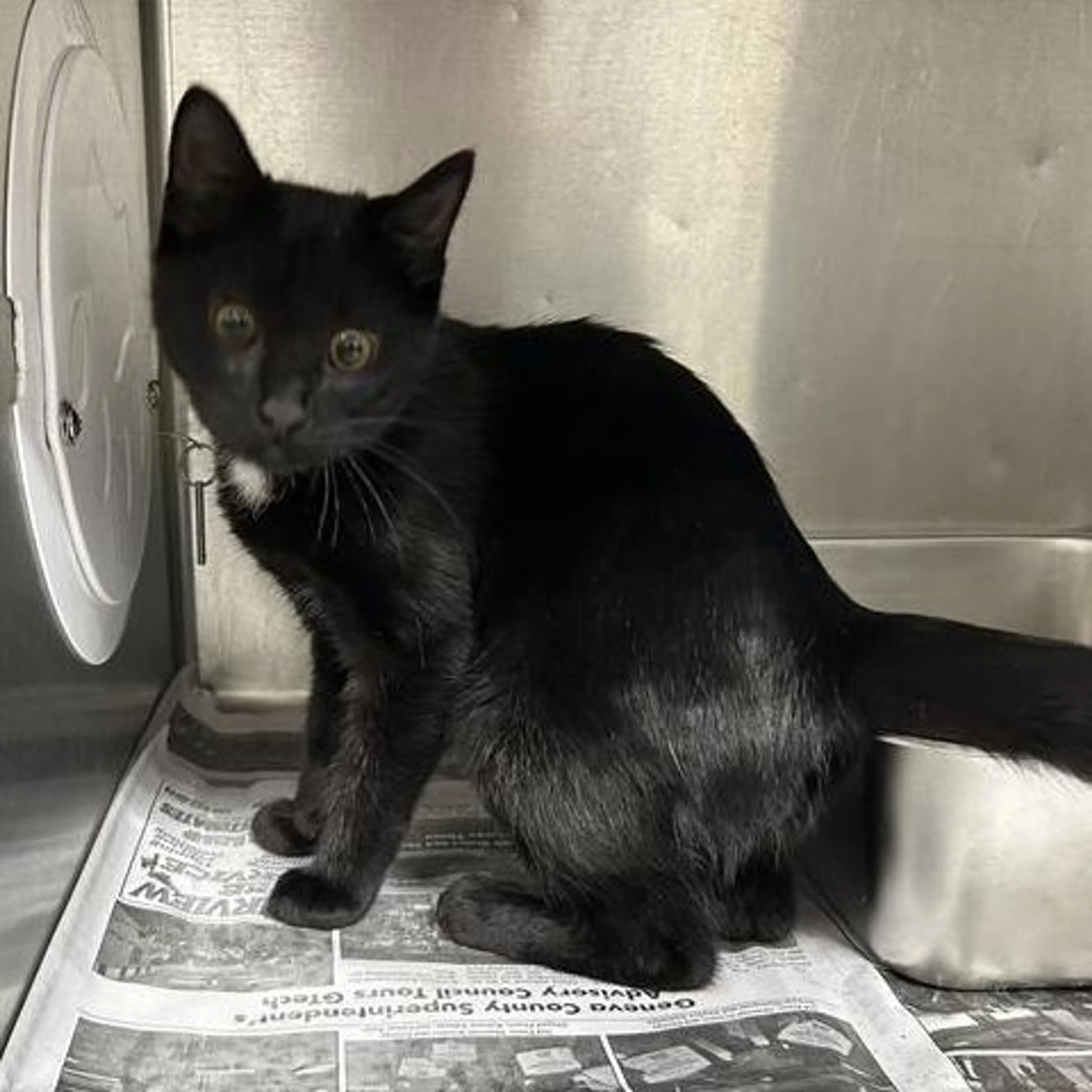 Found pet