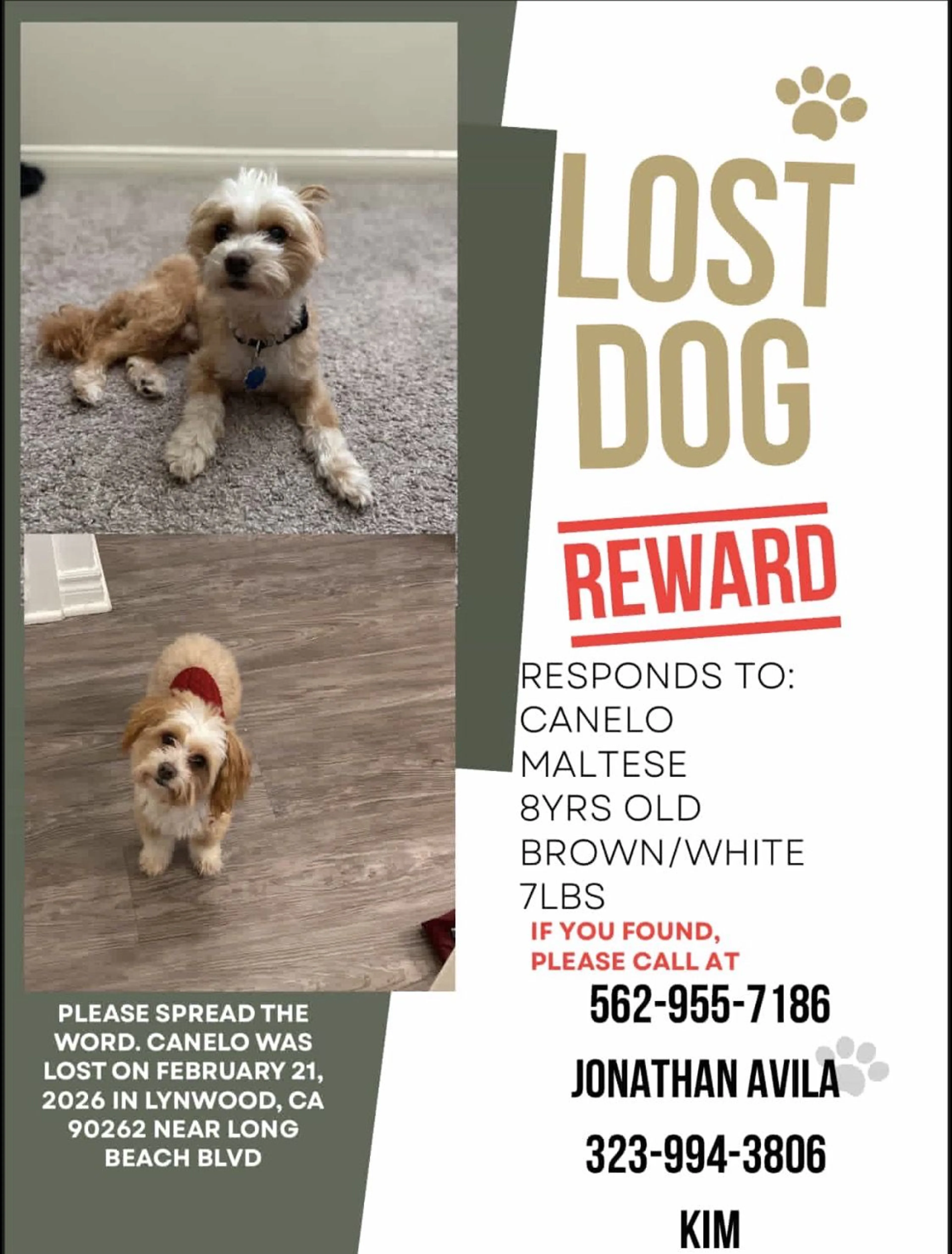 Lost pet