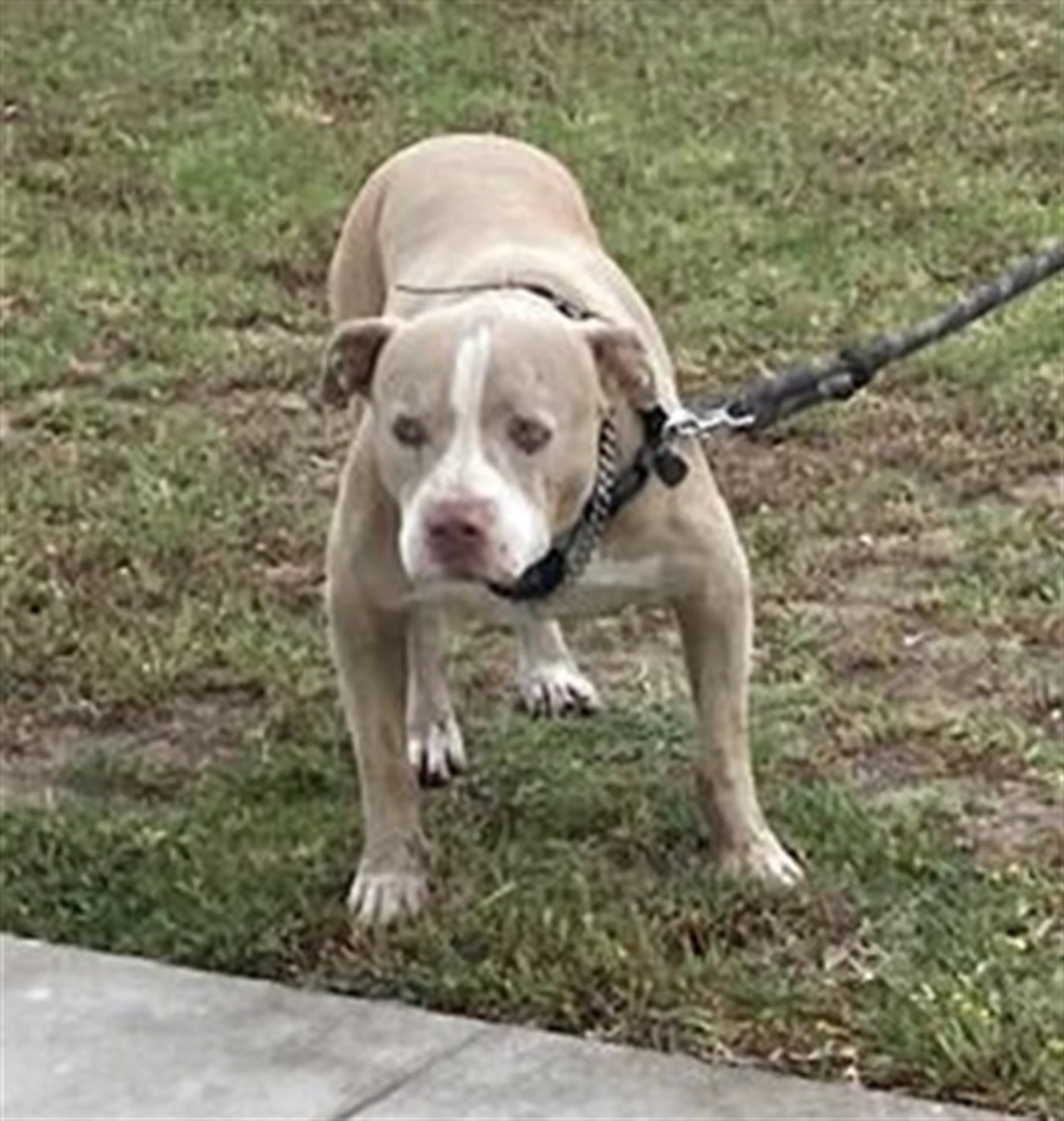 Found pet