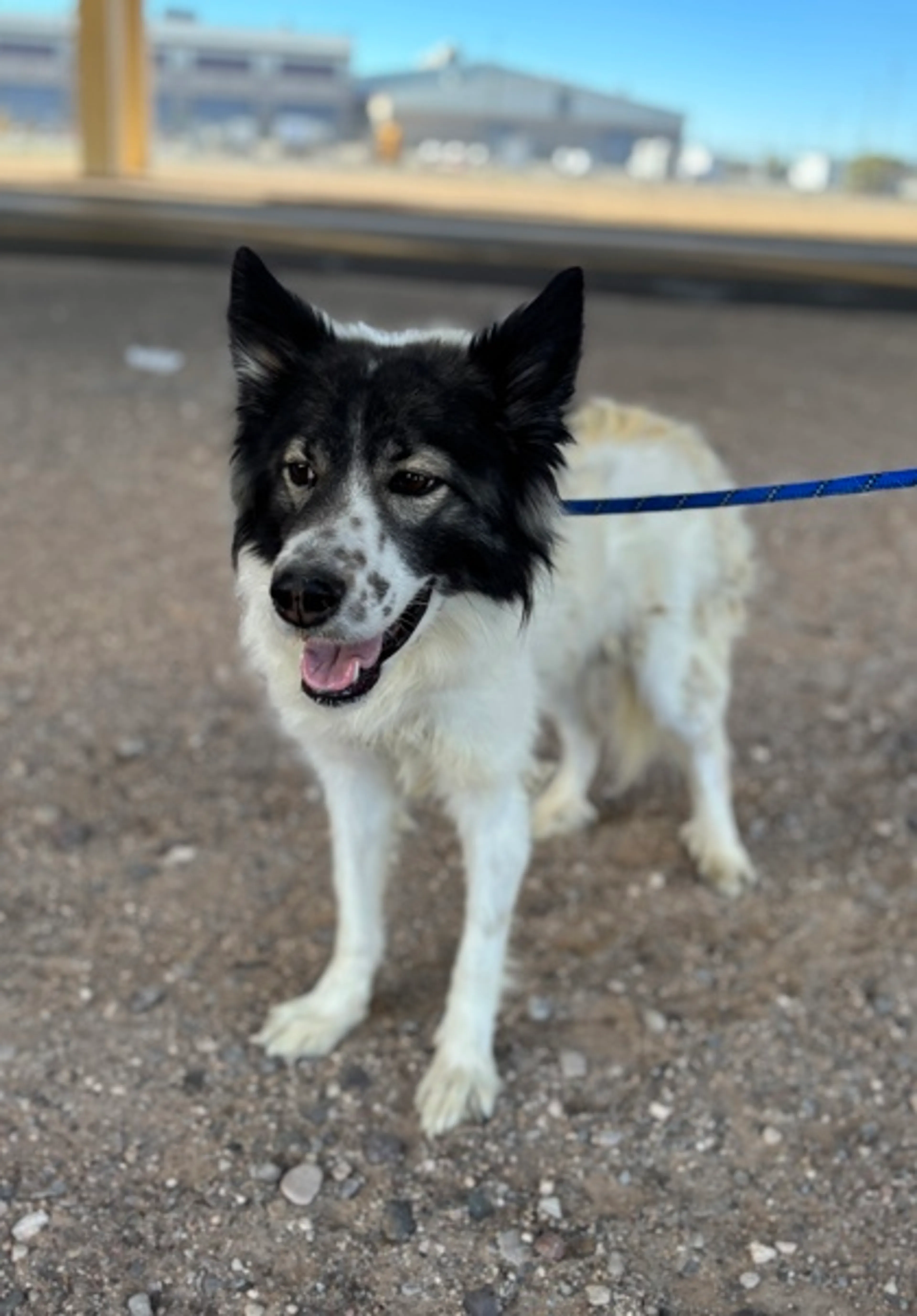 Found pet-2