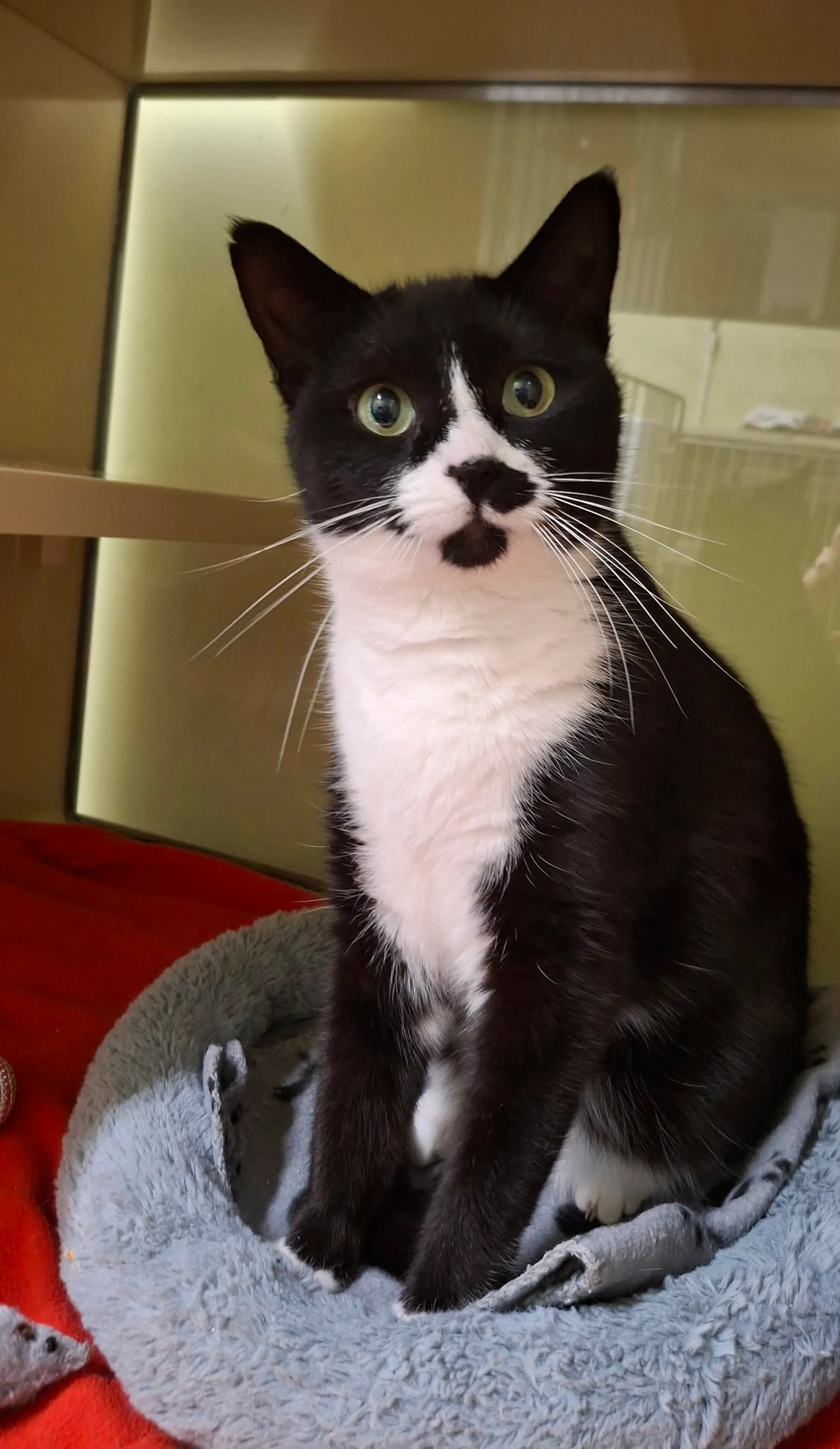 Found pet-3