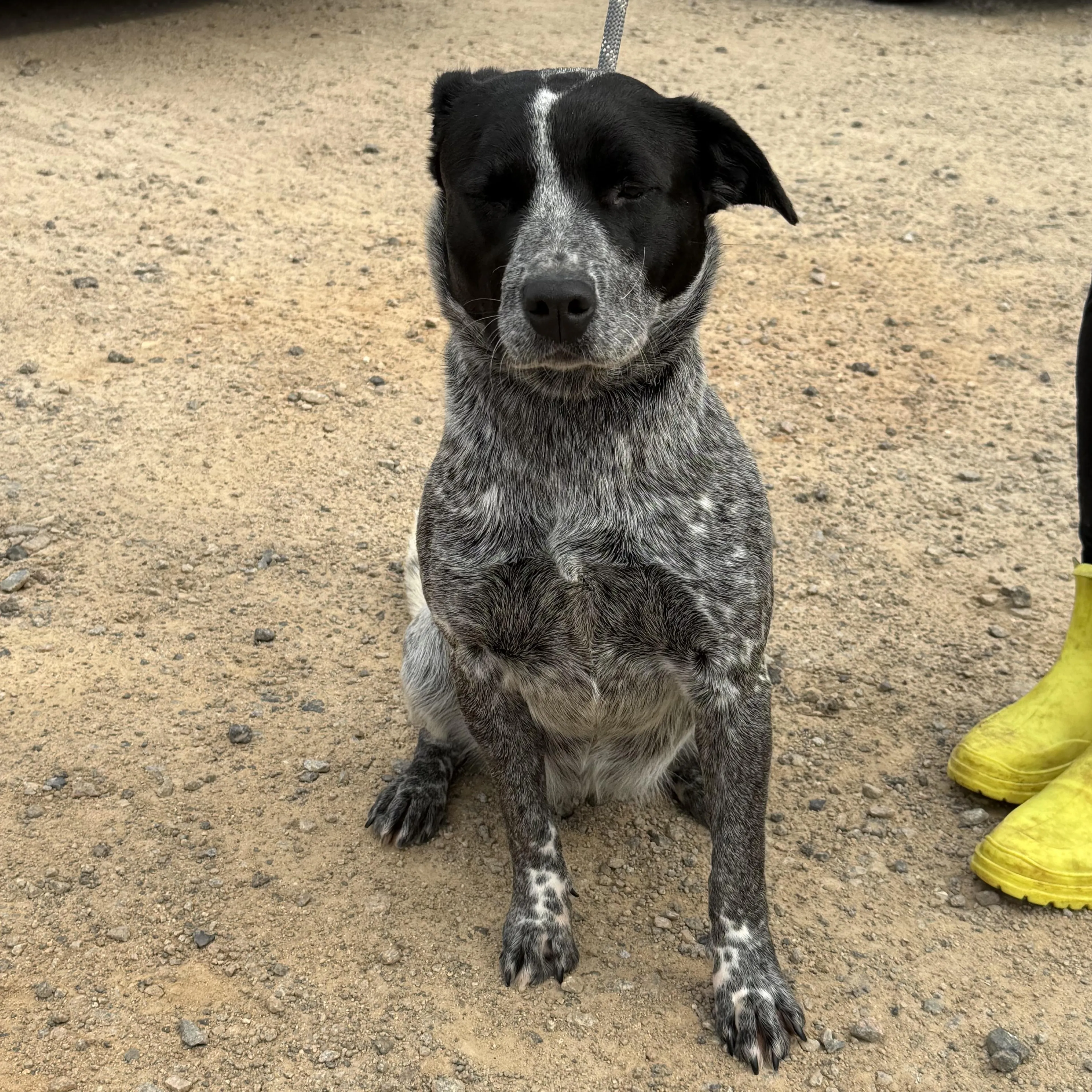 Found pet-3