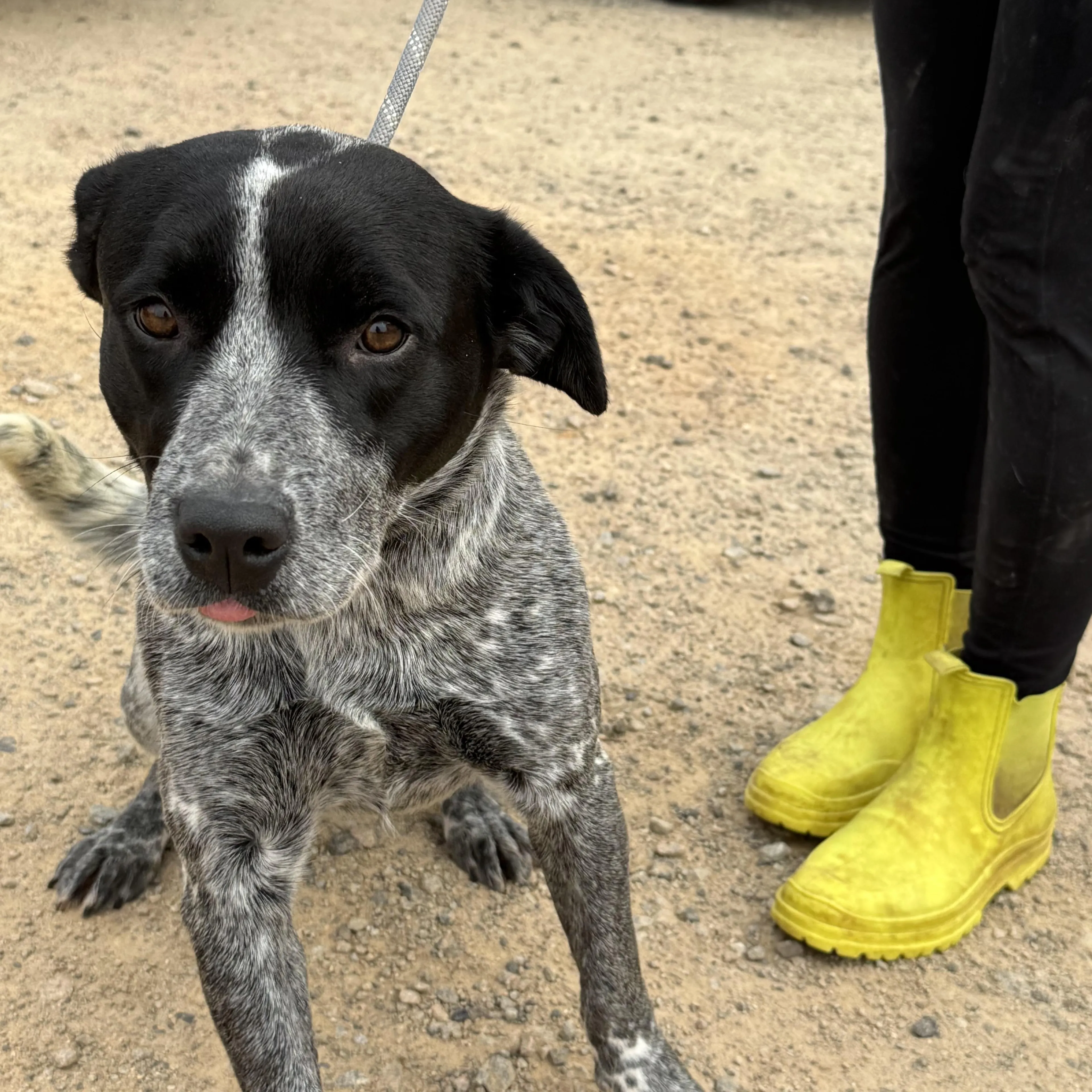 Found pet-1
