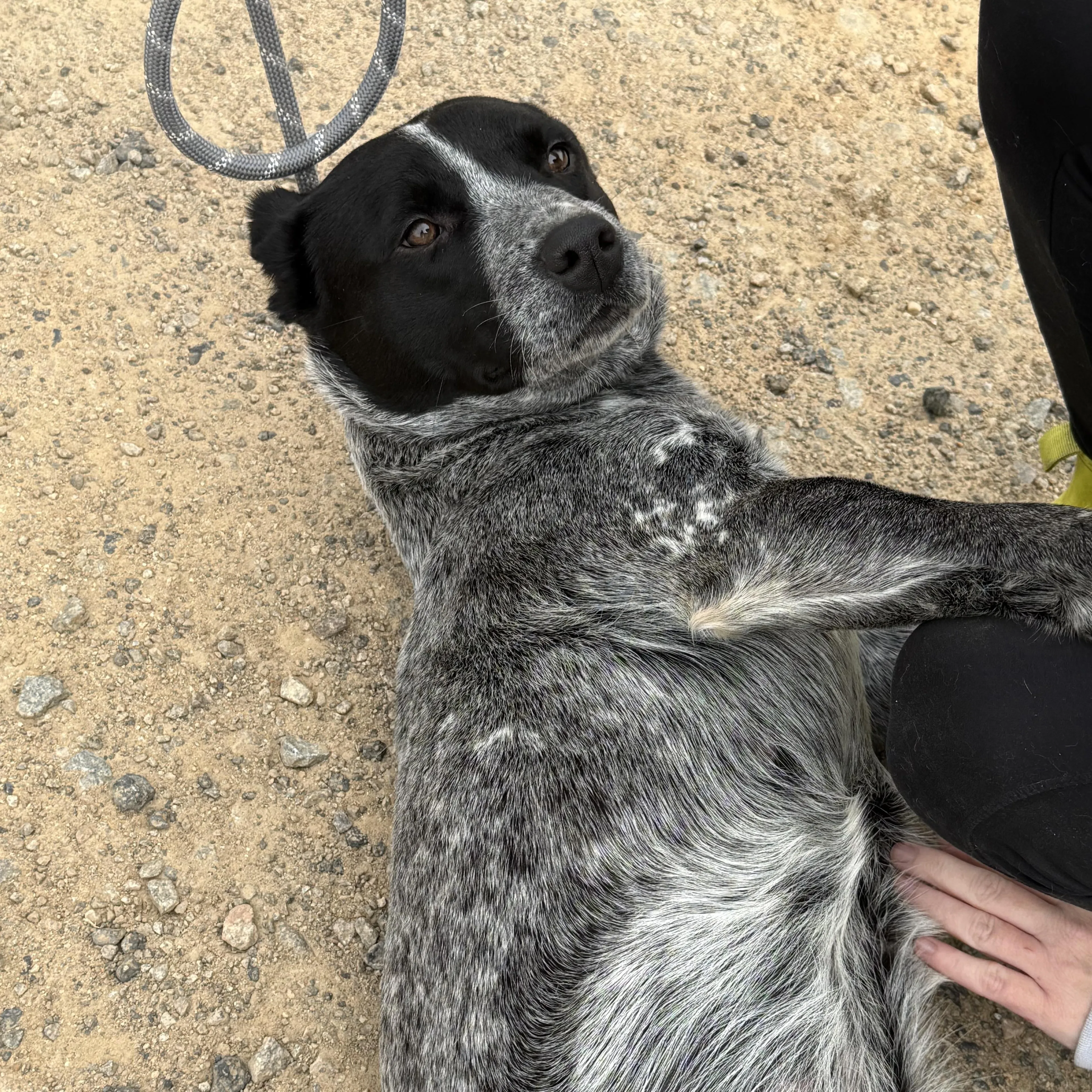 Found pet-2