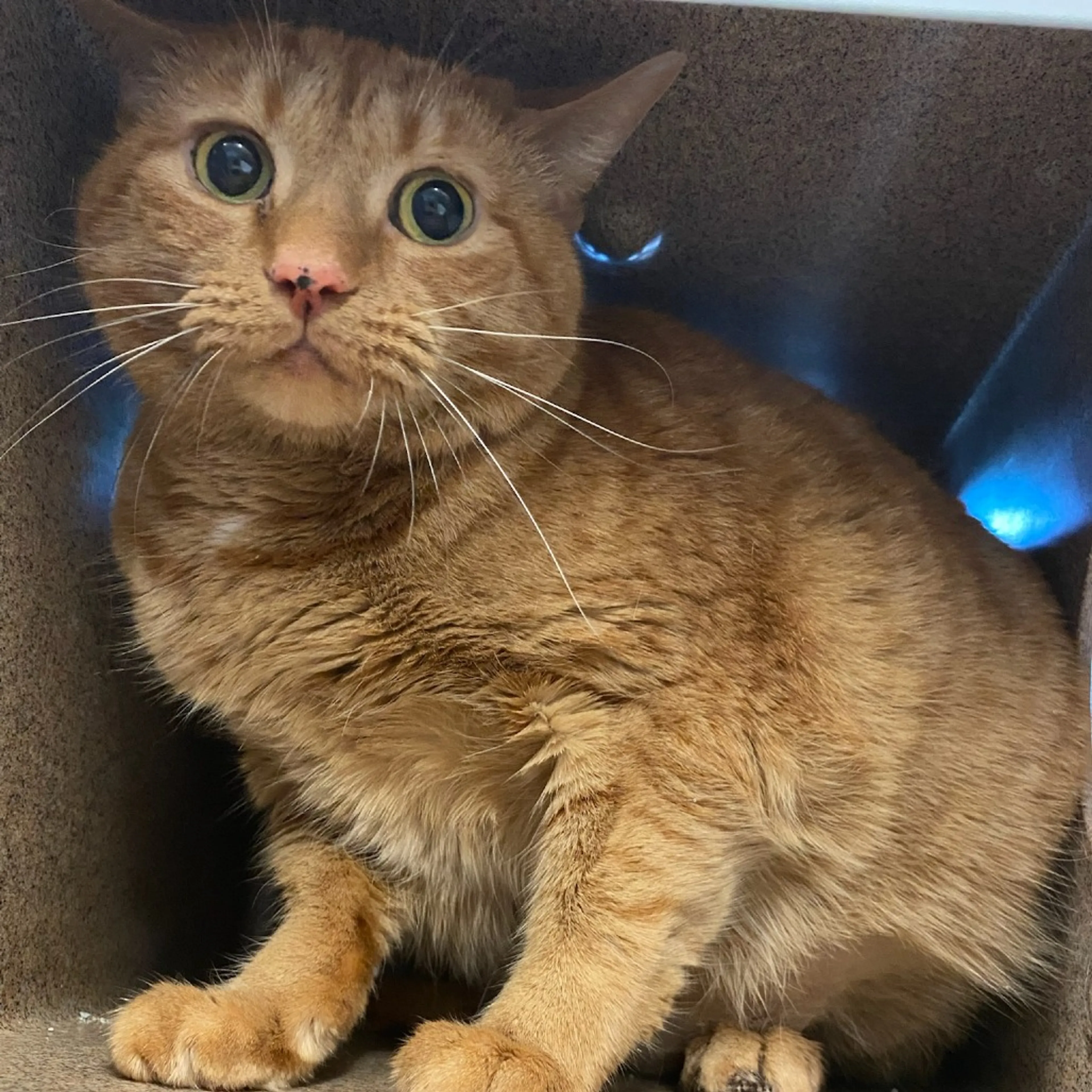 Found pet