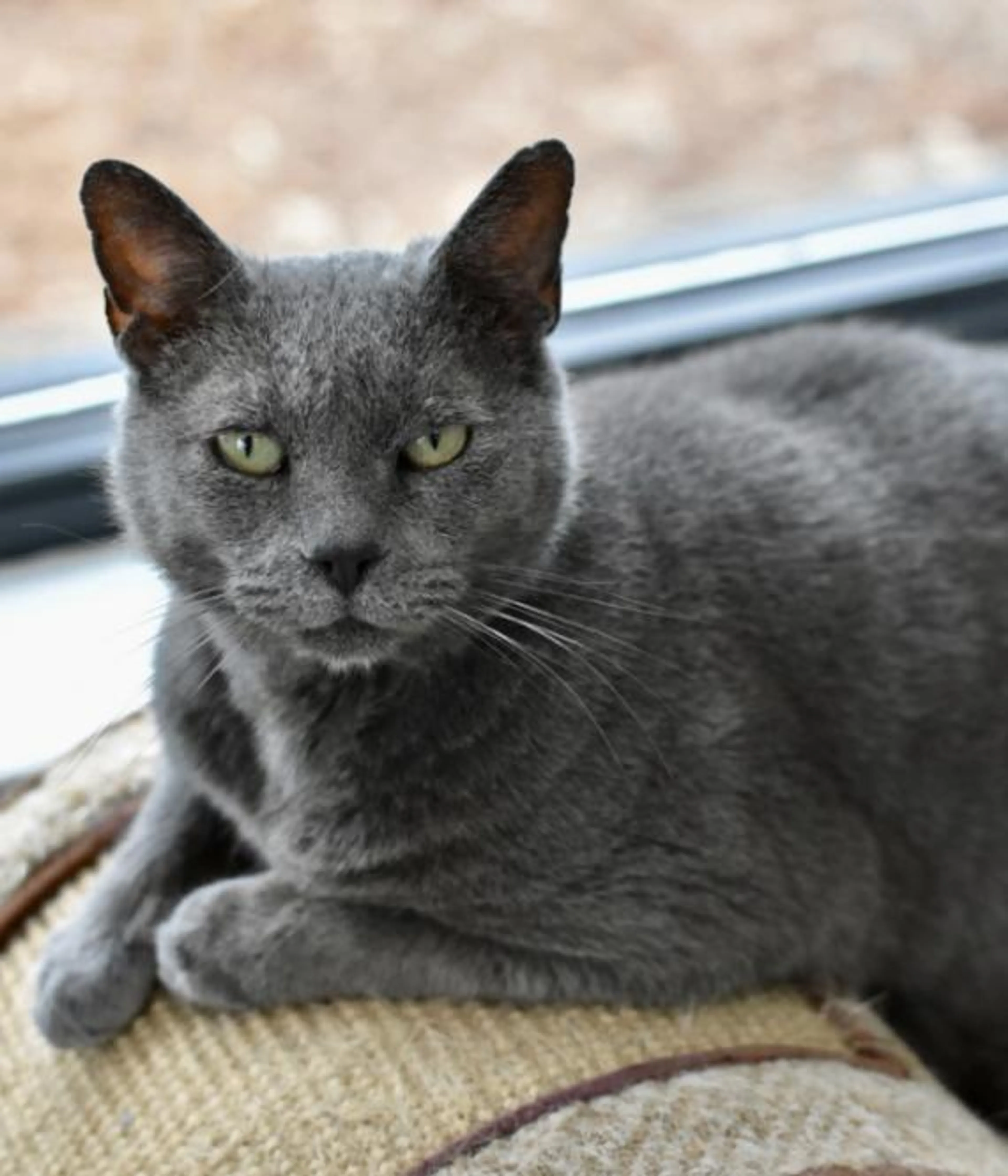 Found pet-1
