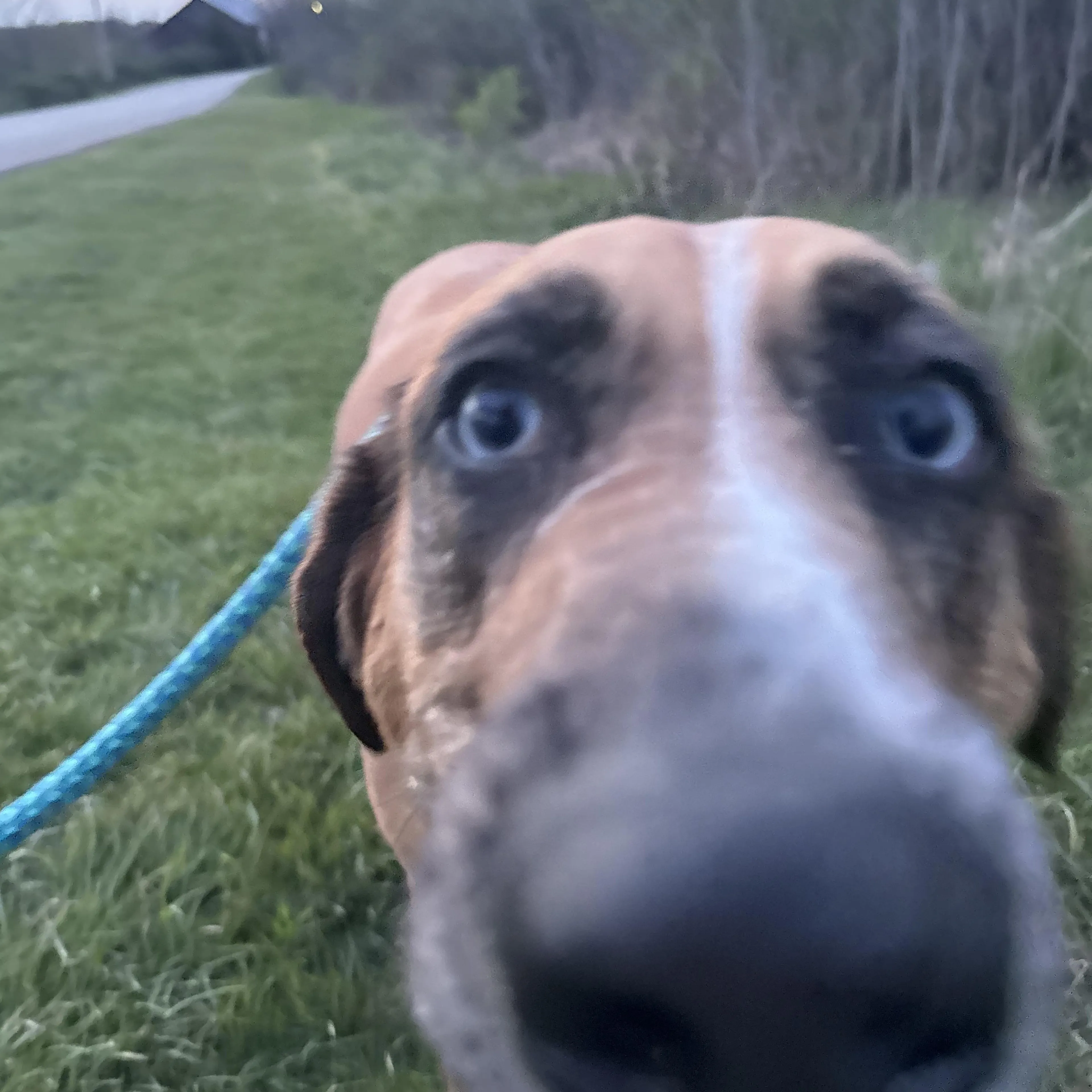 Found pet-3