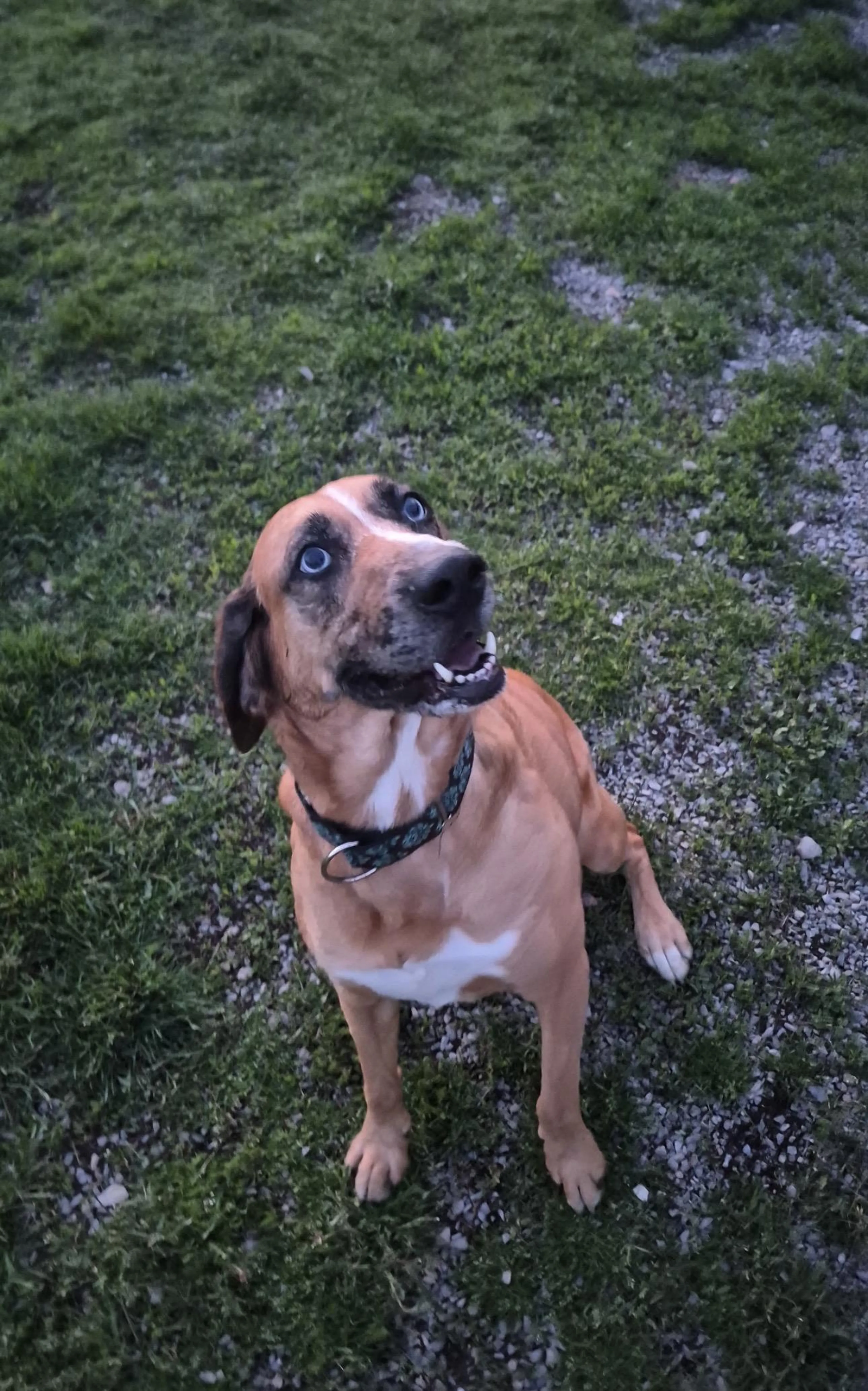 Found pet-2