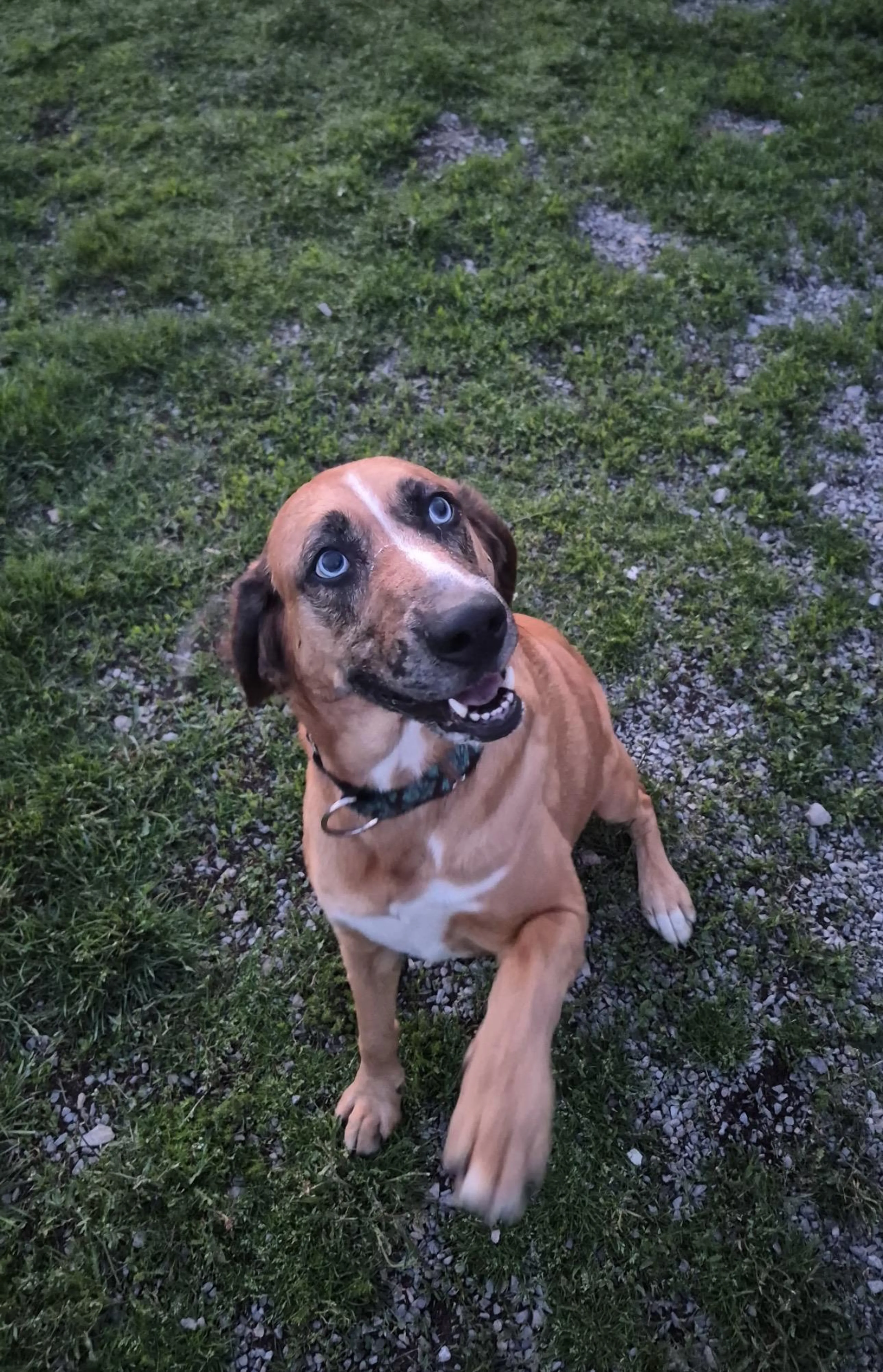 Found pet-0