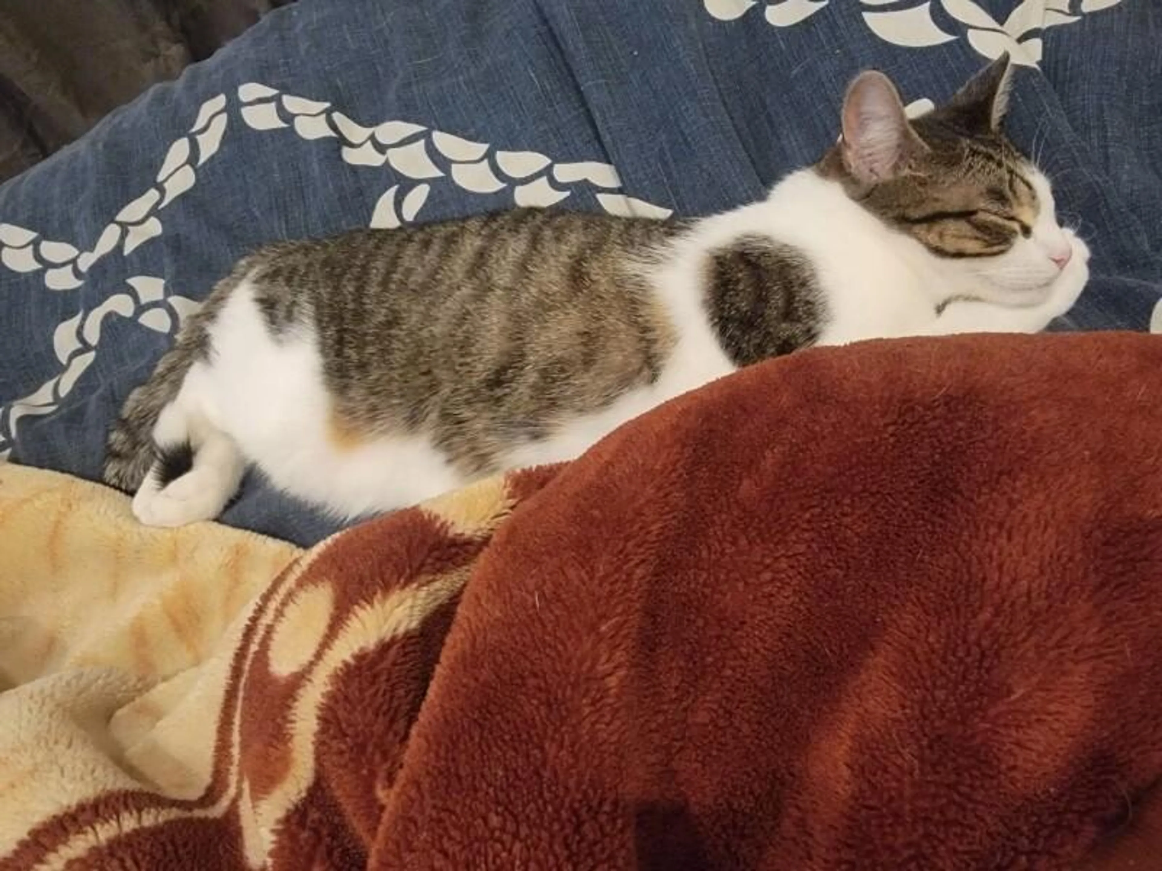 Found pet-2