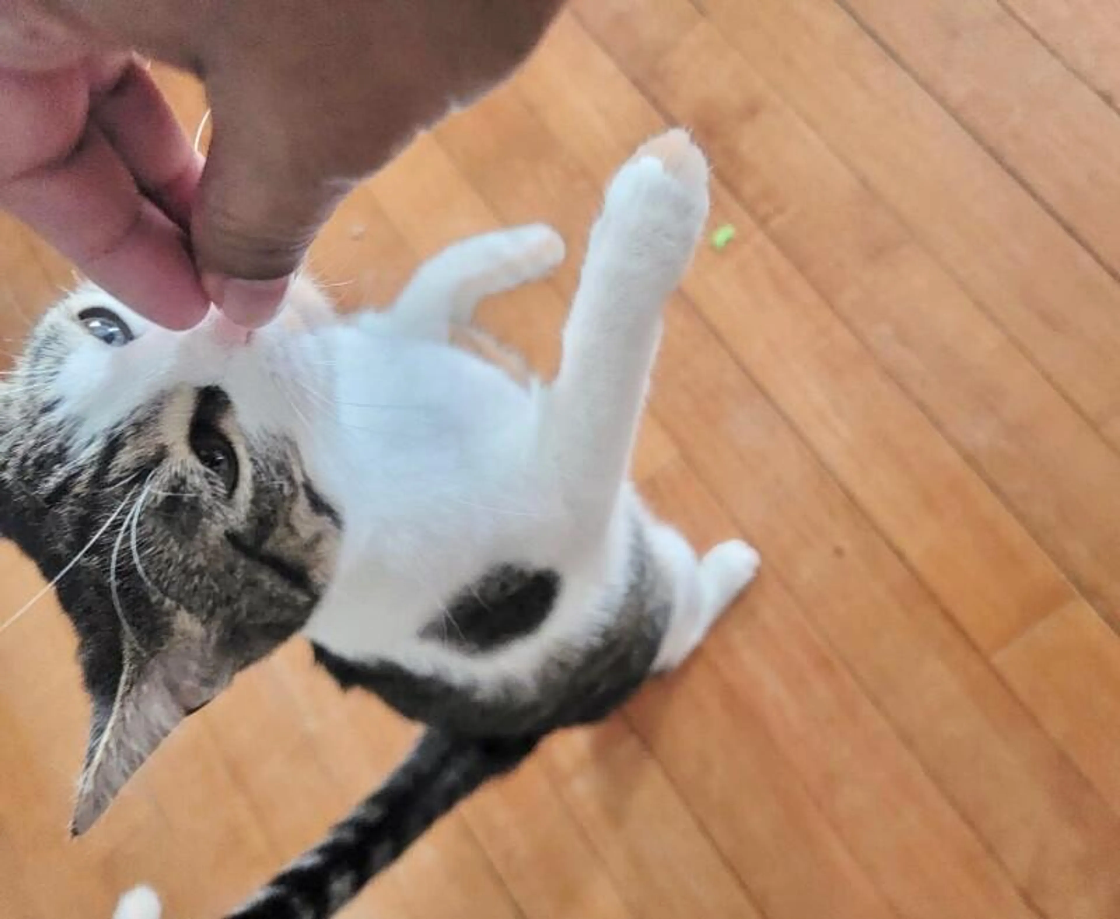 Found pet-0