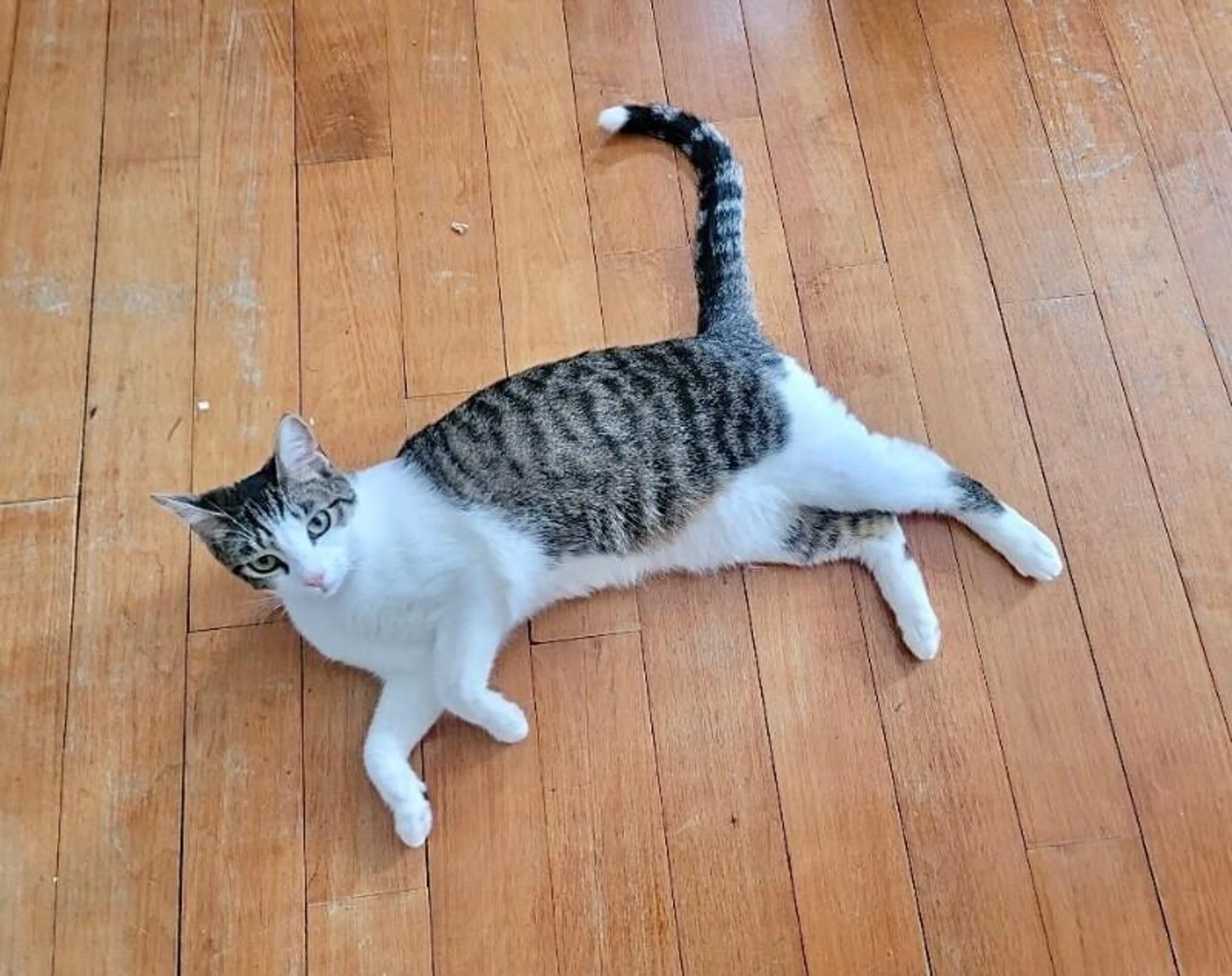 Found pet-1