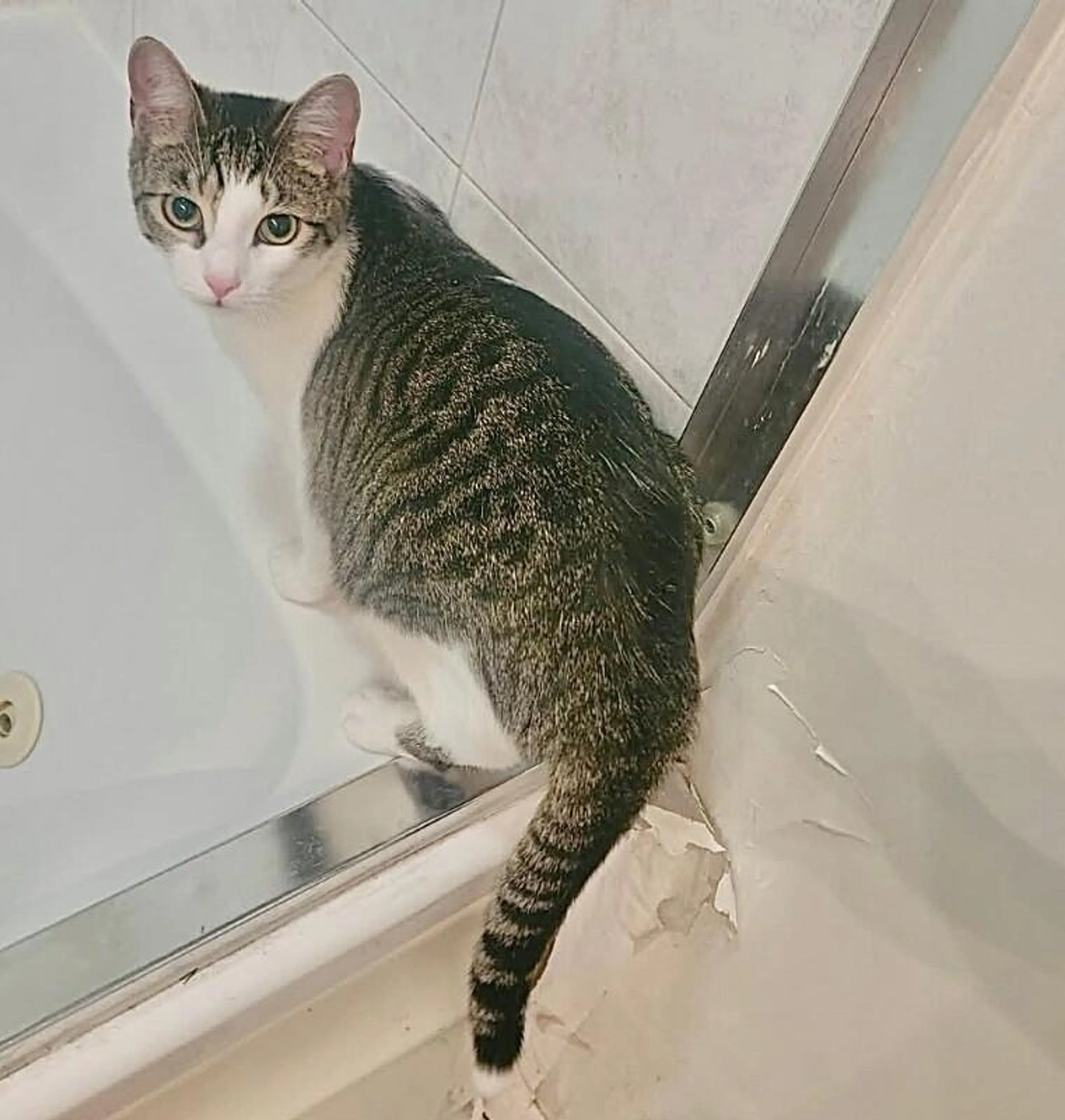 Found pet-3