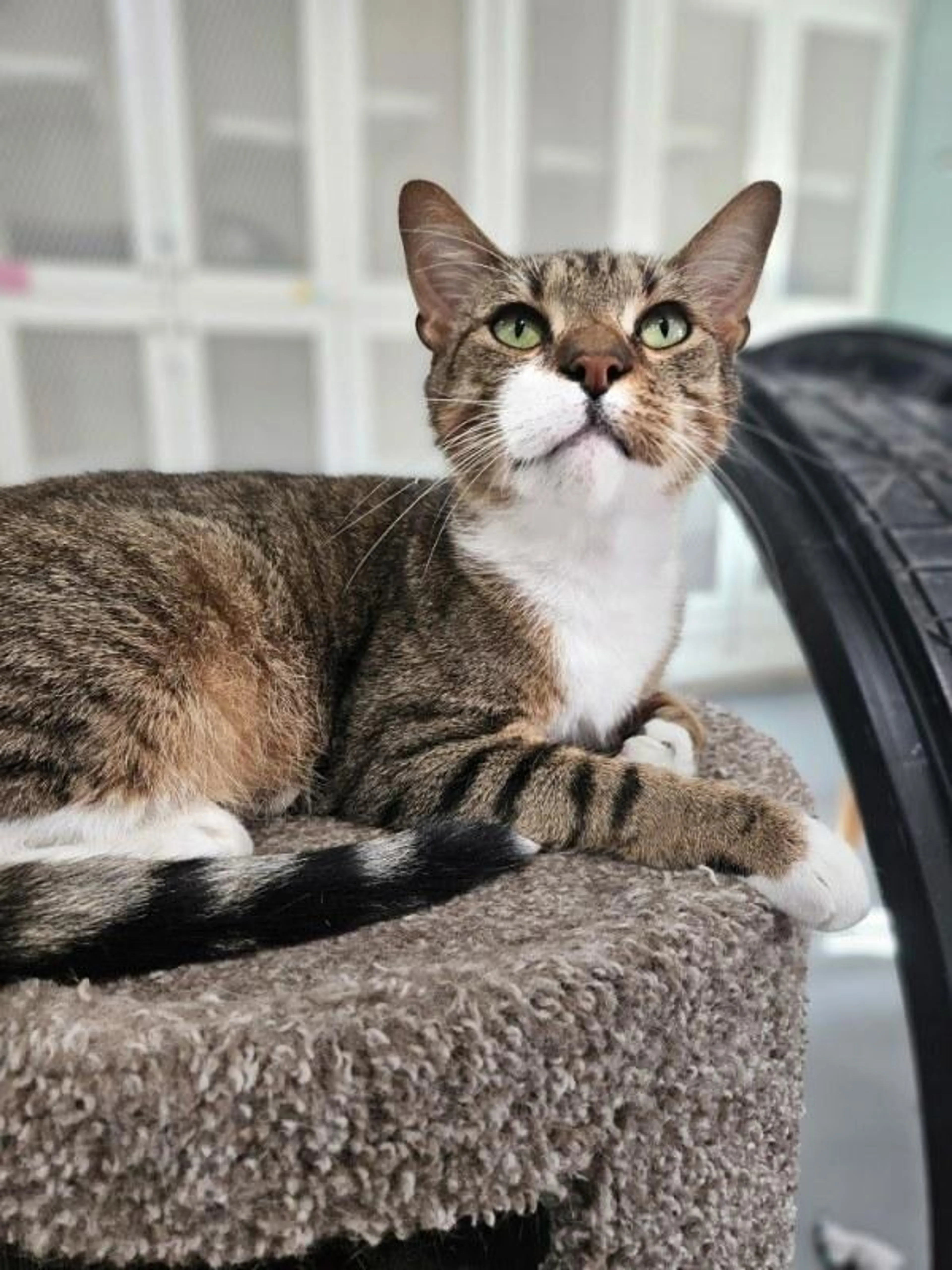 Found pet-4