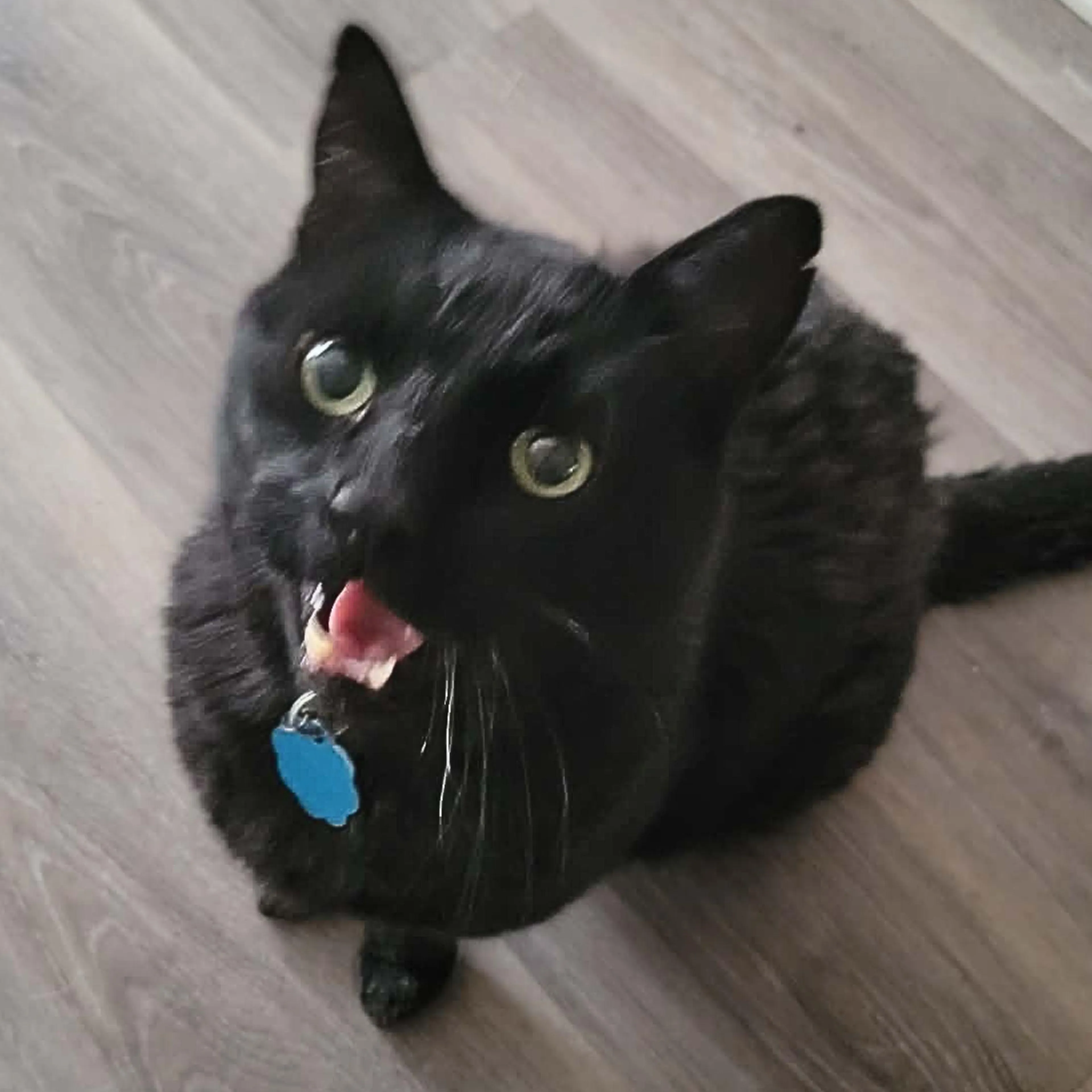 Found pet-1