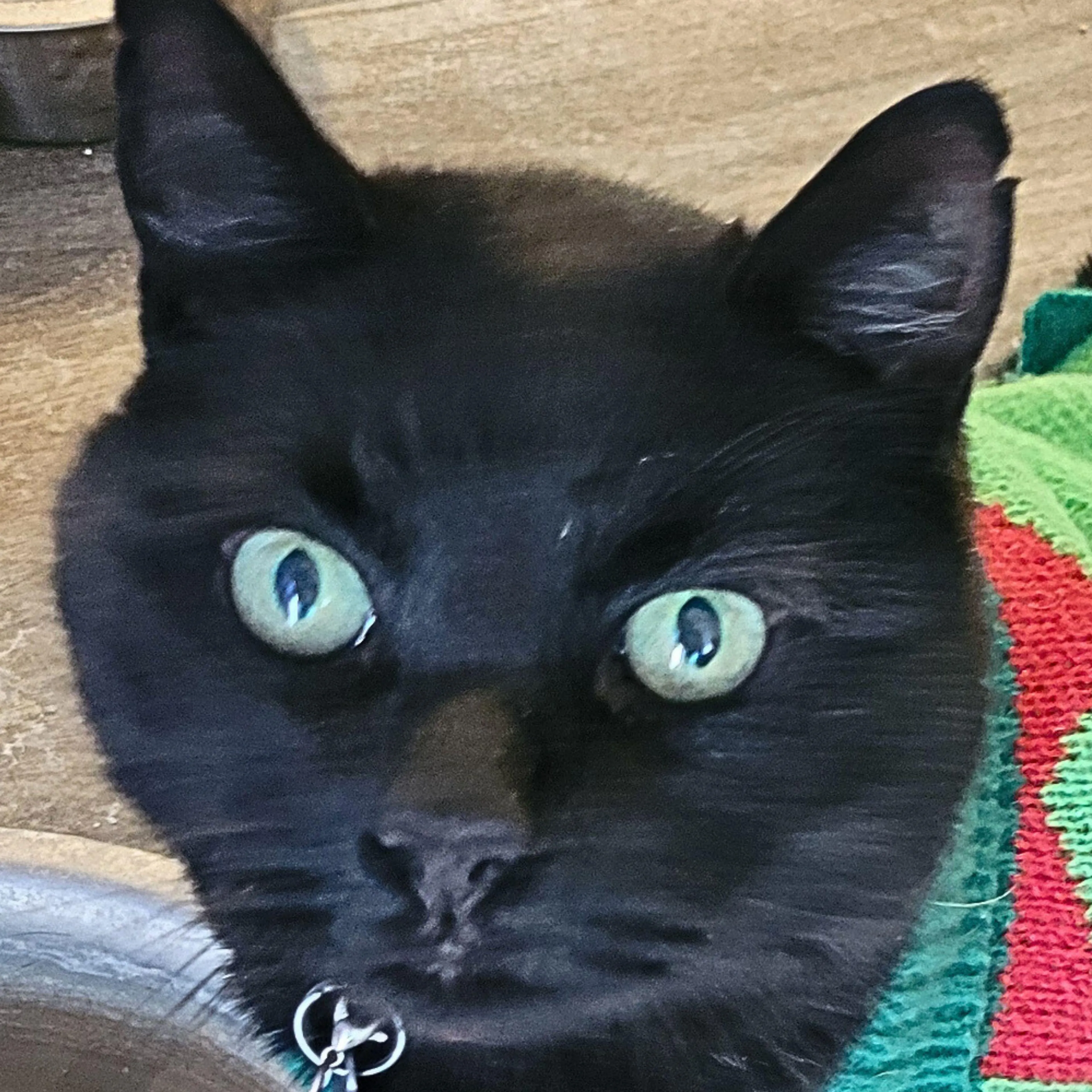 Found pet-4