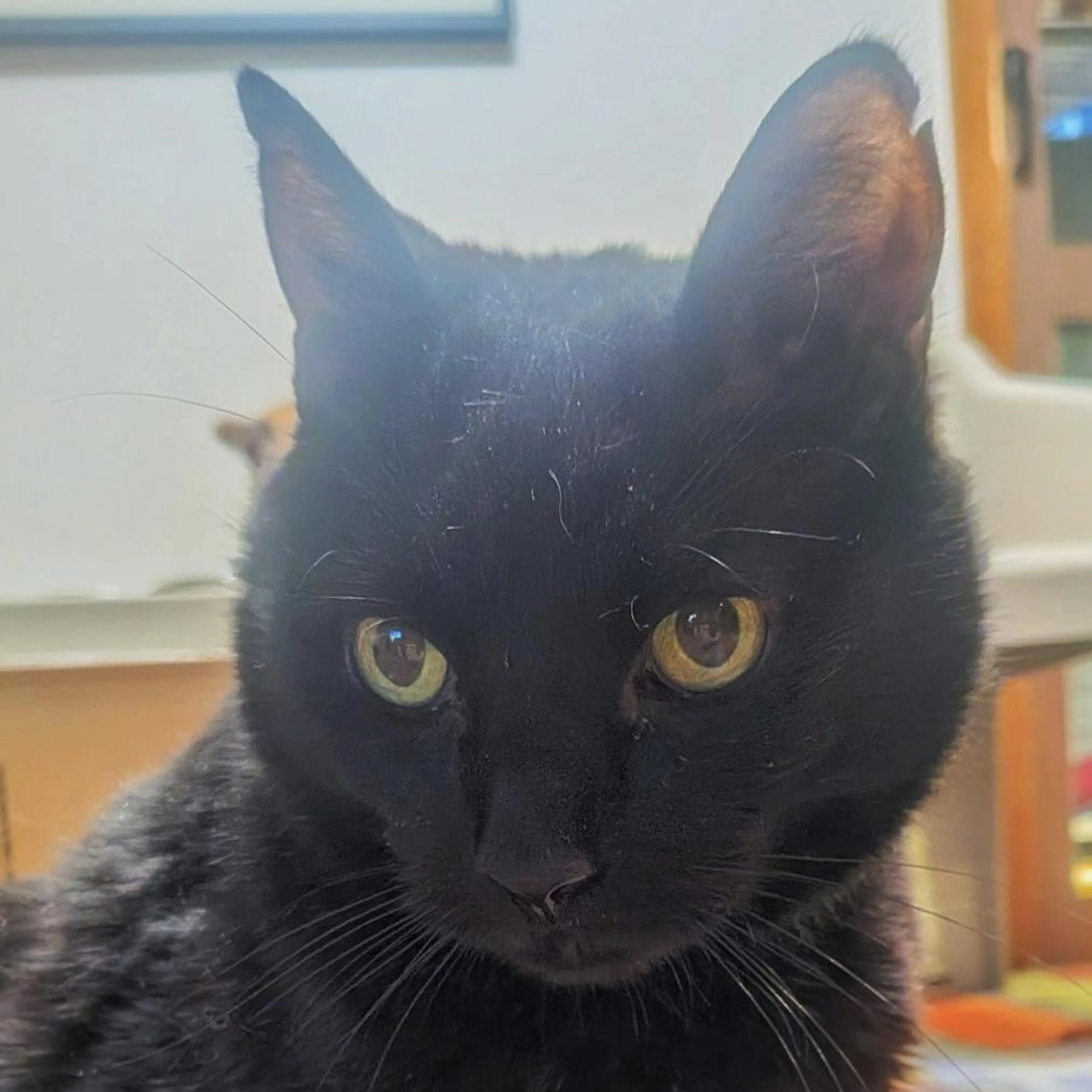 Found pet-2