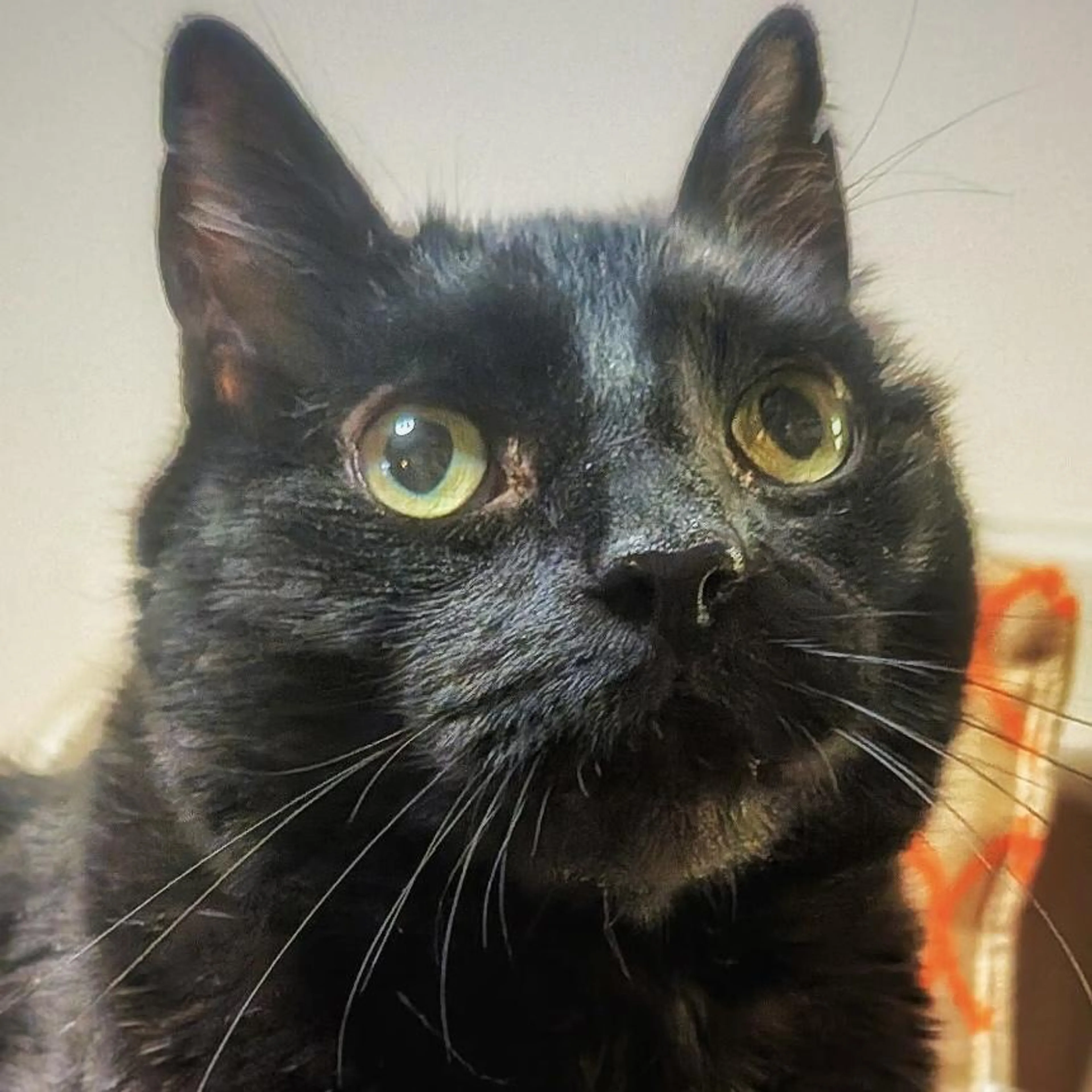 Found pet-3