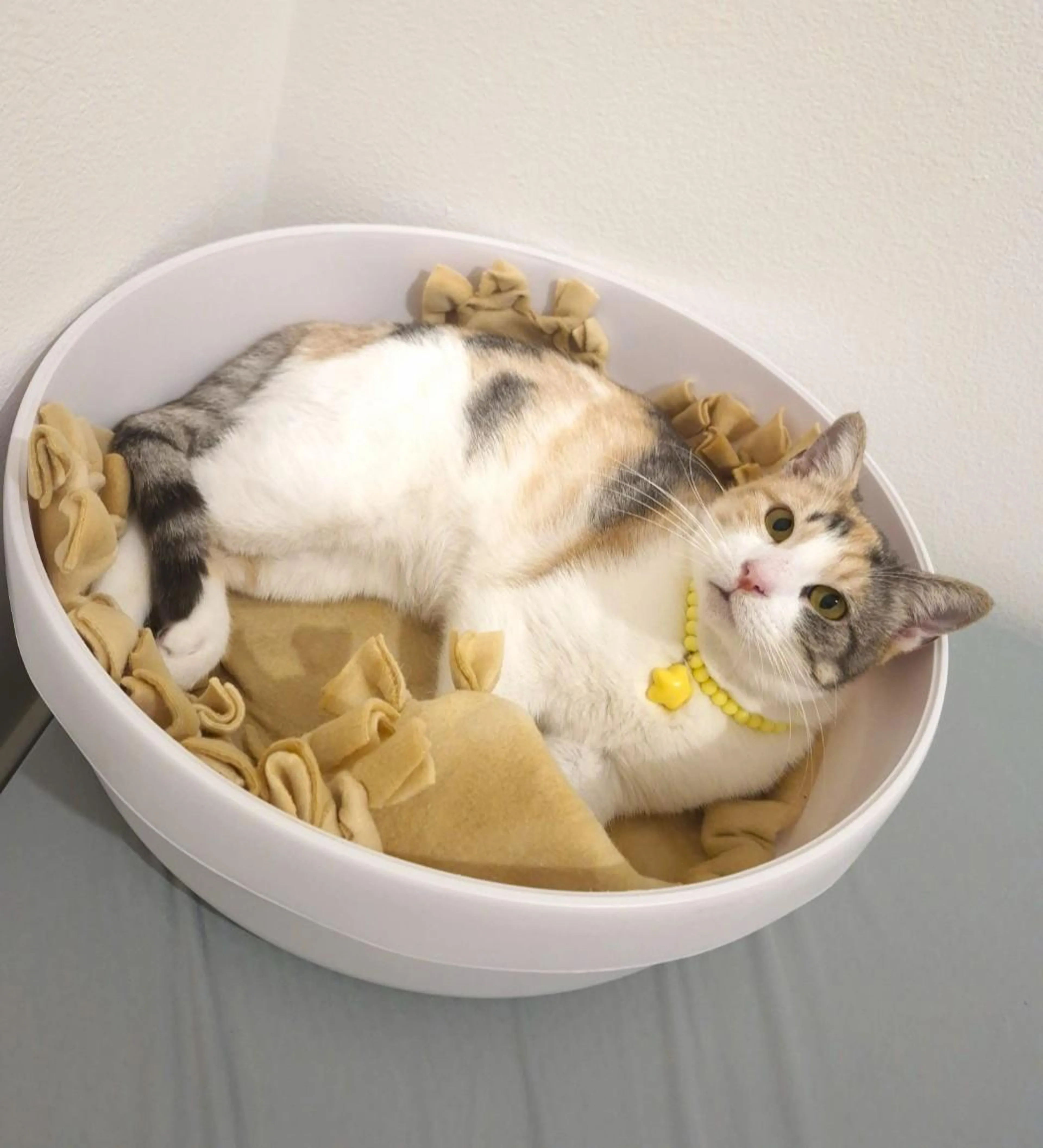 Found pet-2