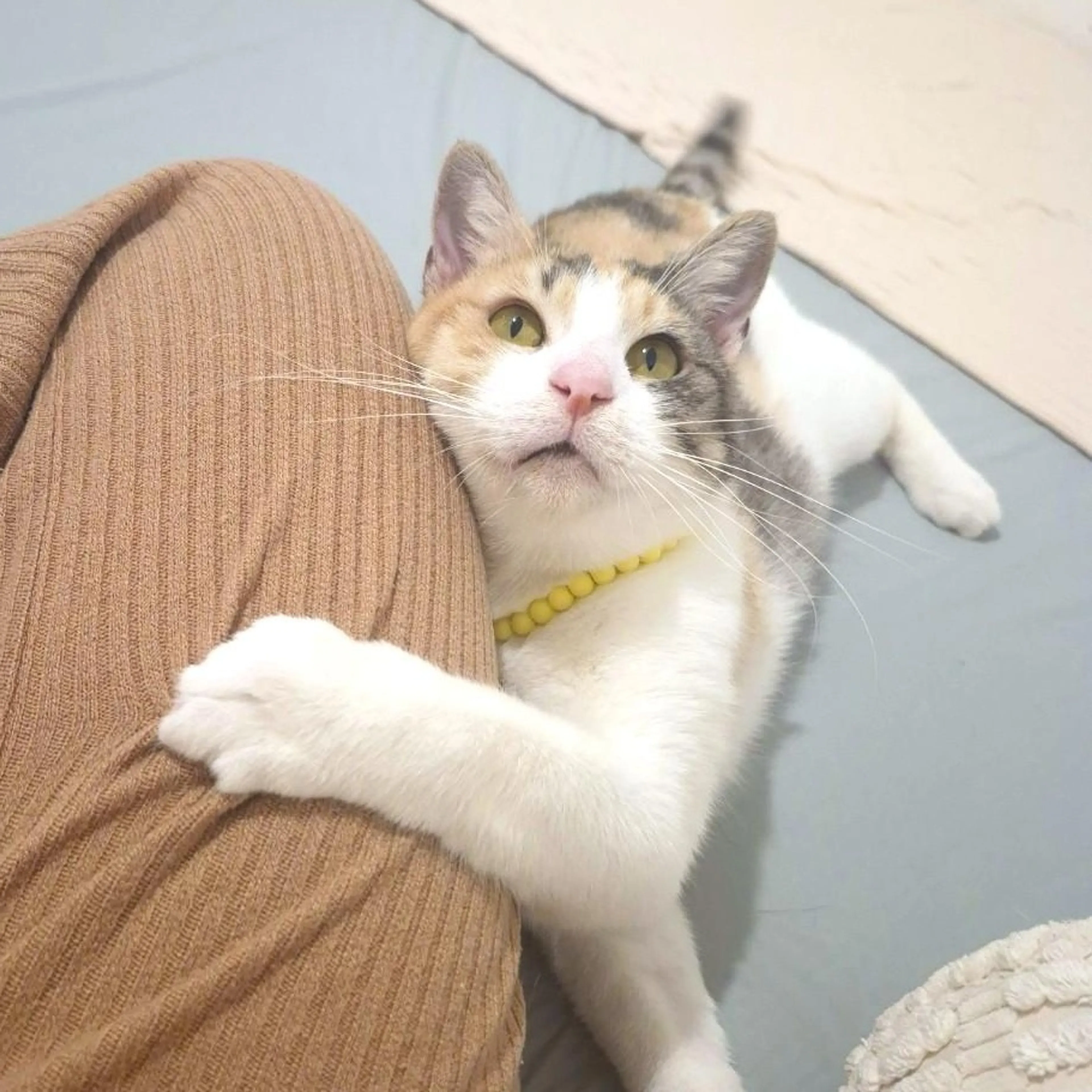Found pet-4