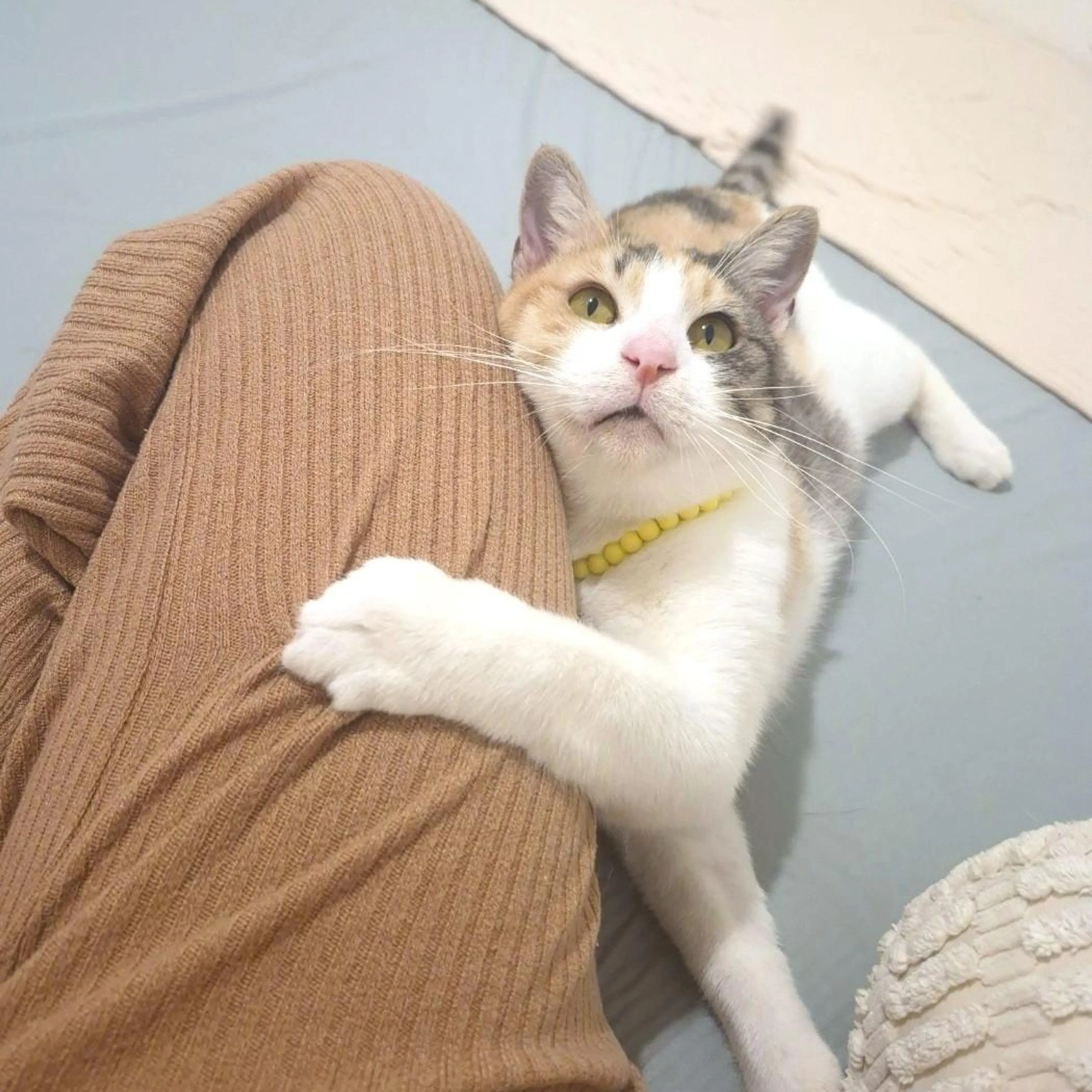 Found pet-0