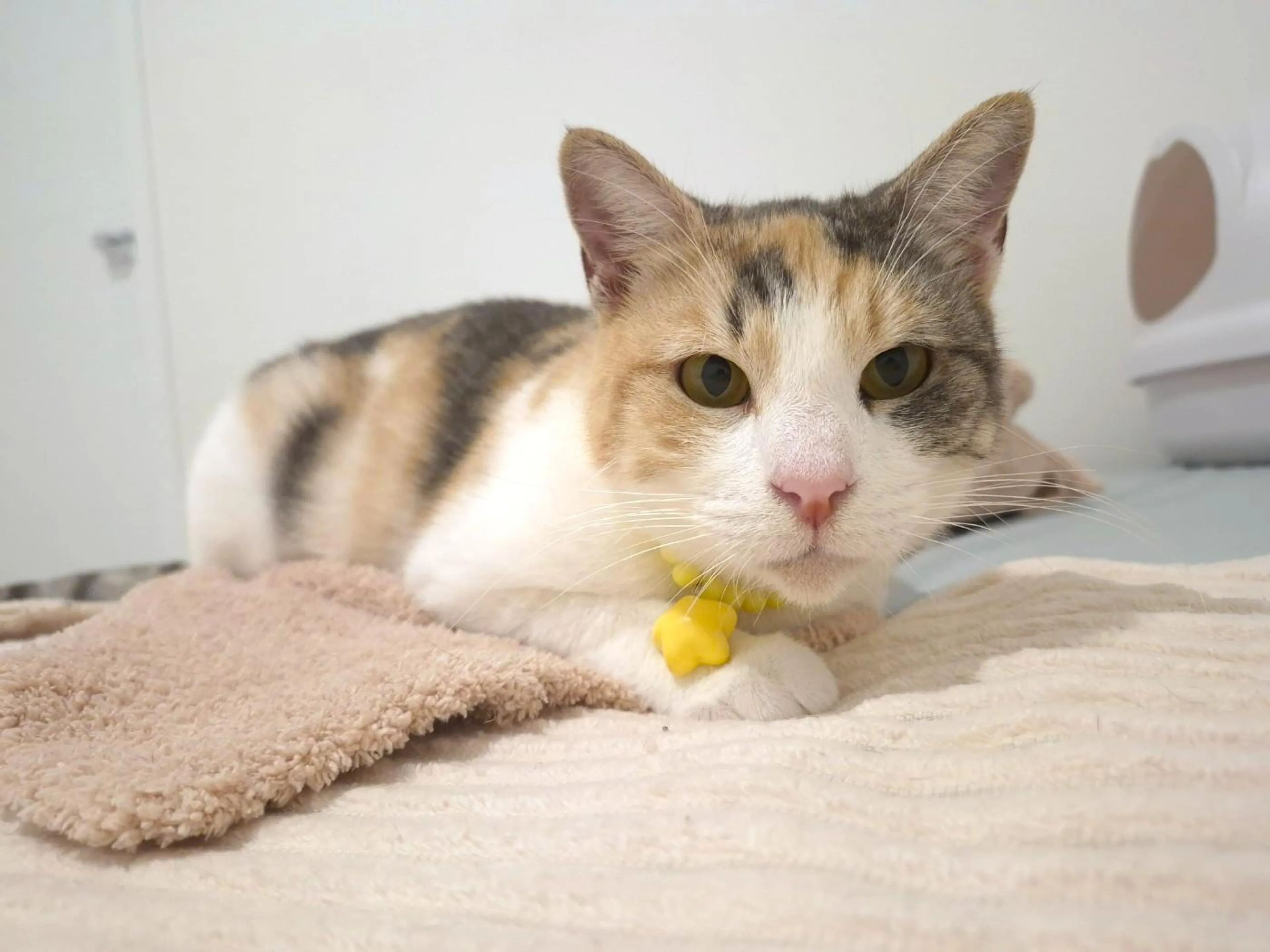 Found pet-1