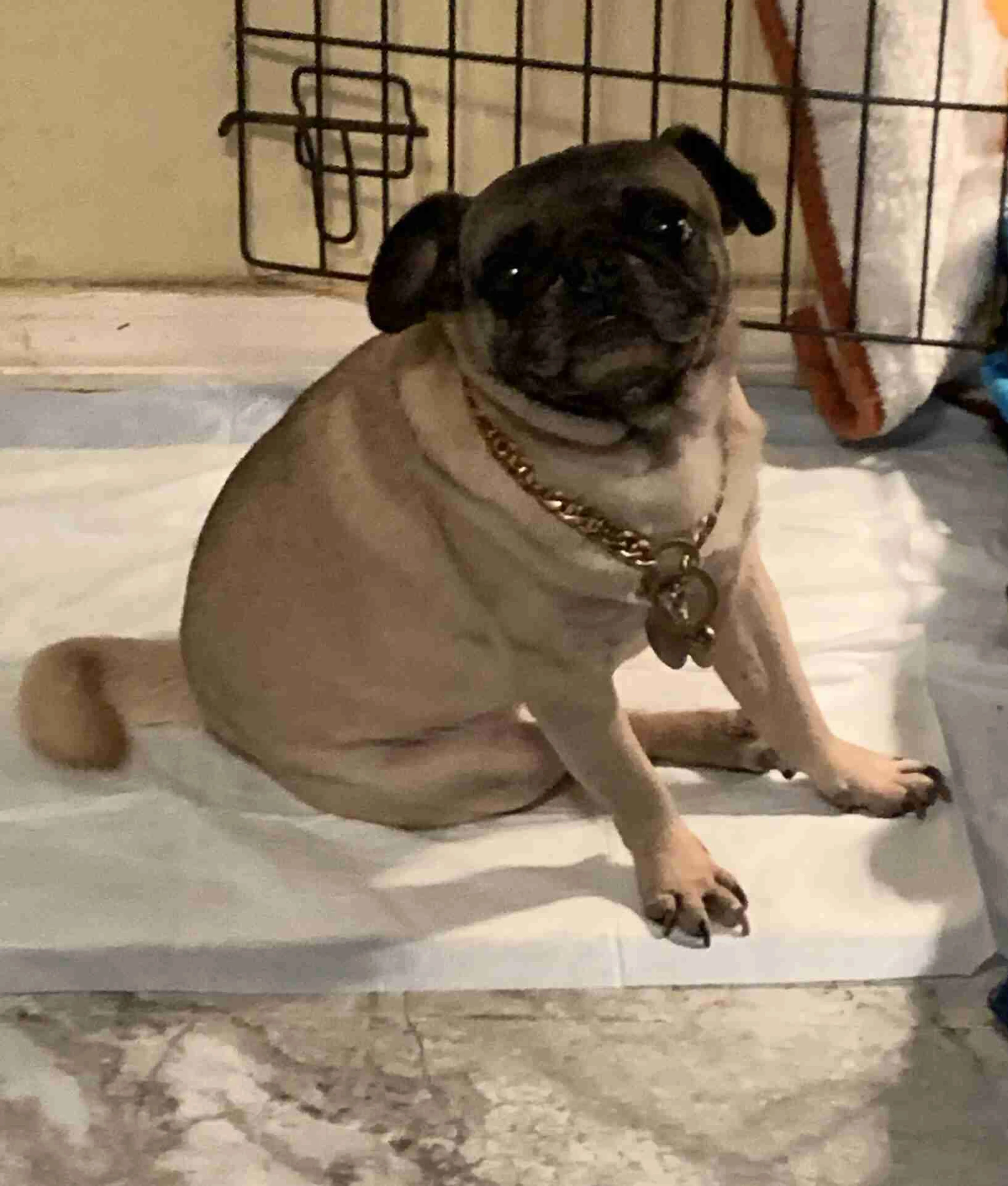 Lost pet