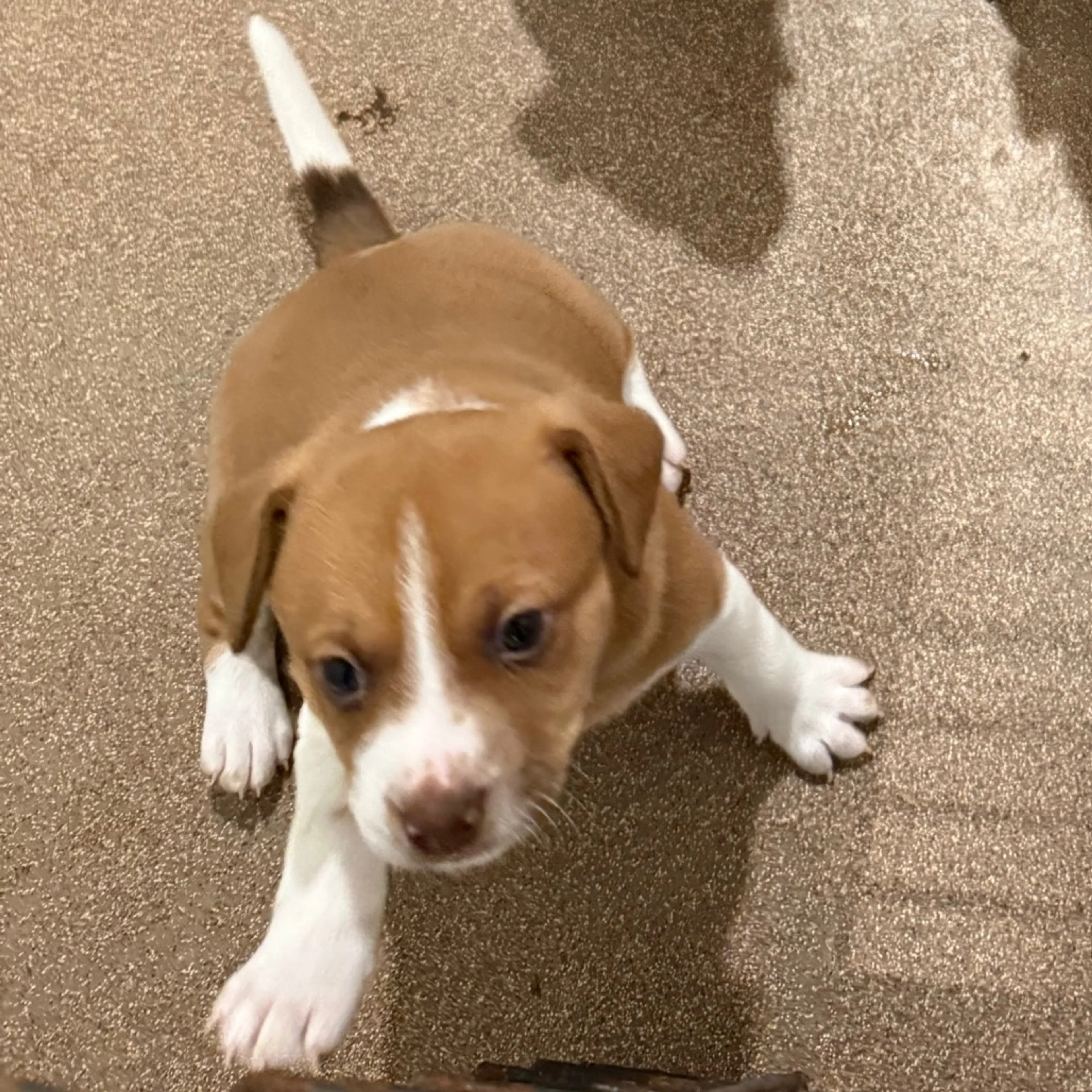 Found pet-7