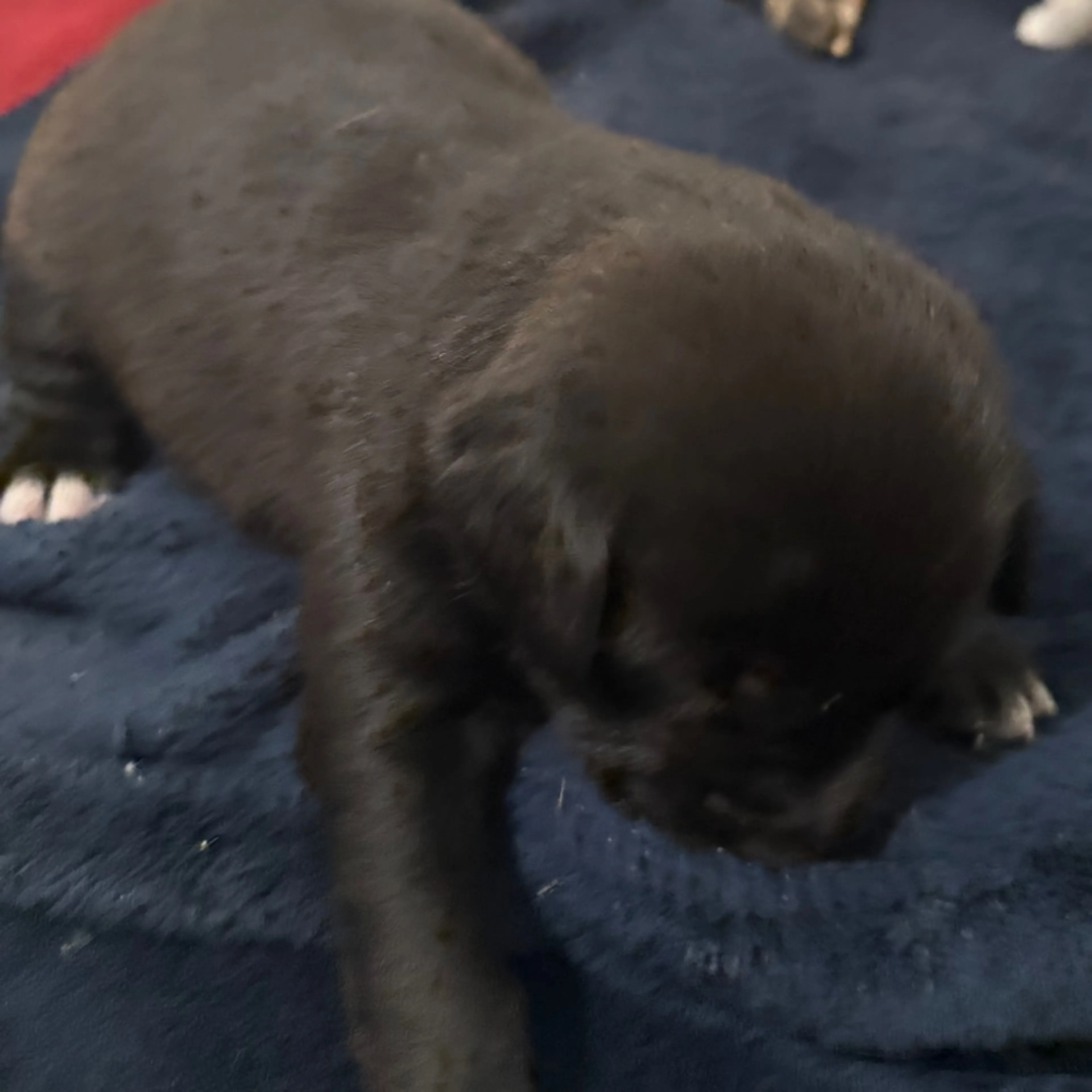 Found pet-1