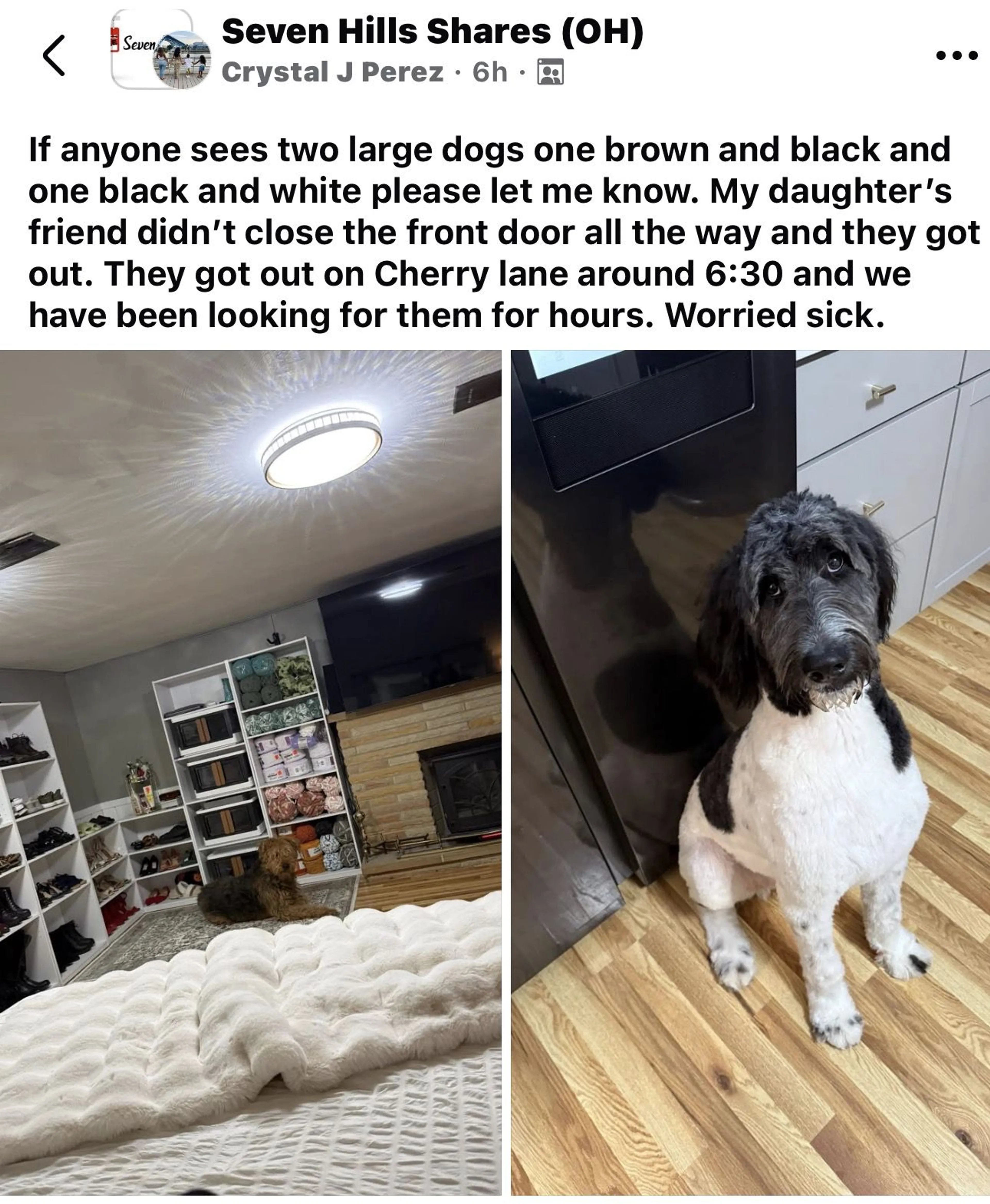 Lost pet