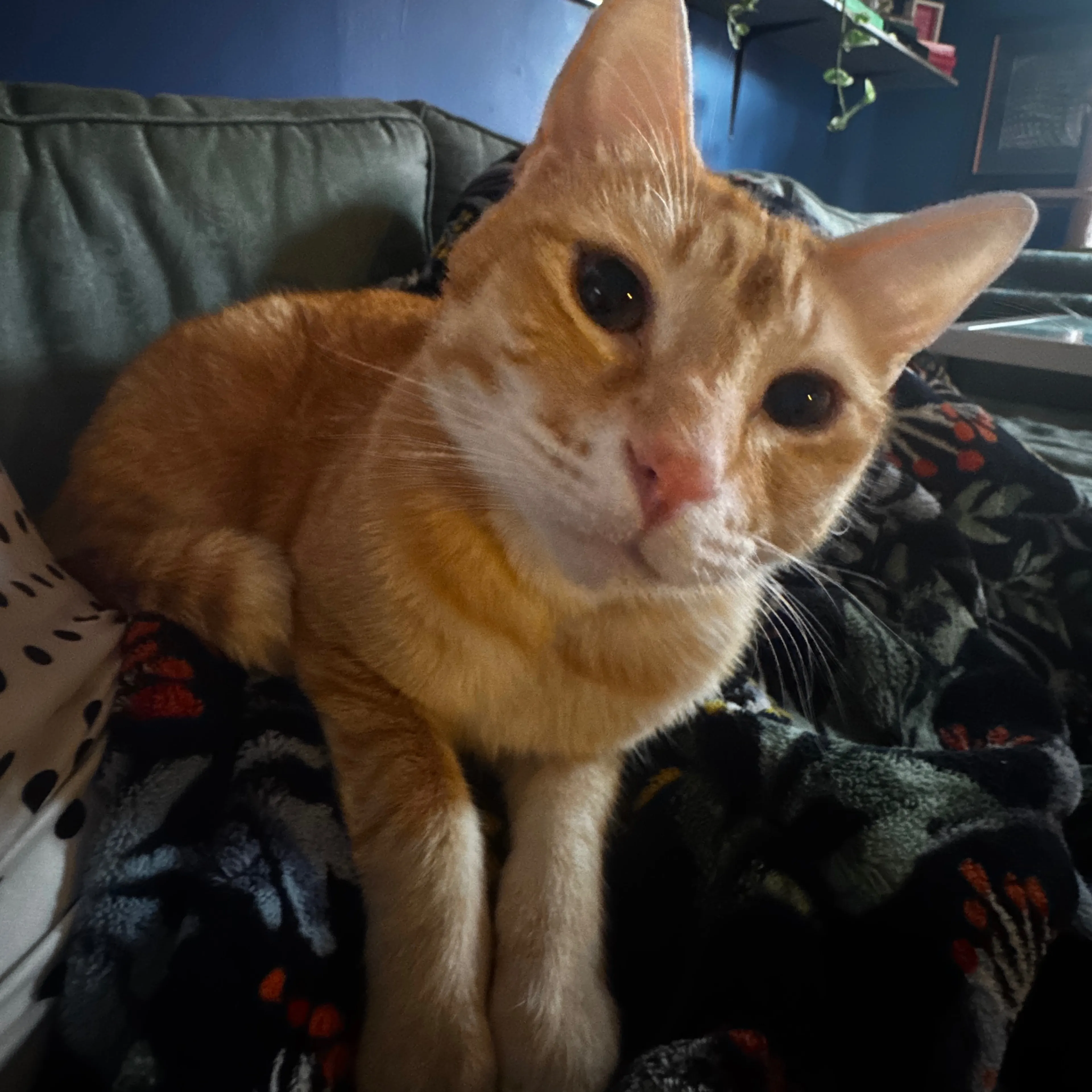 Lost pet-1