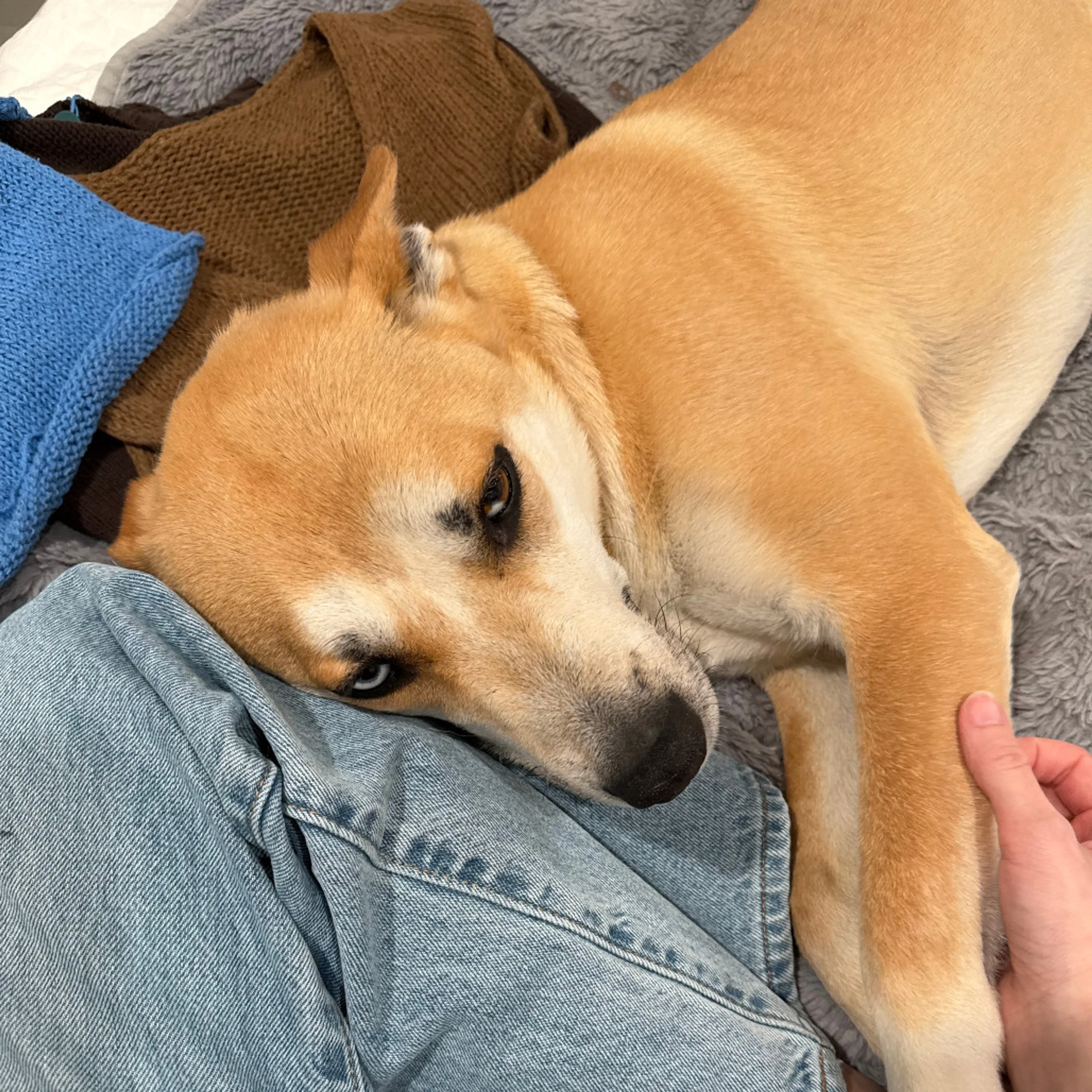 Found pet-10